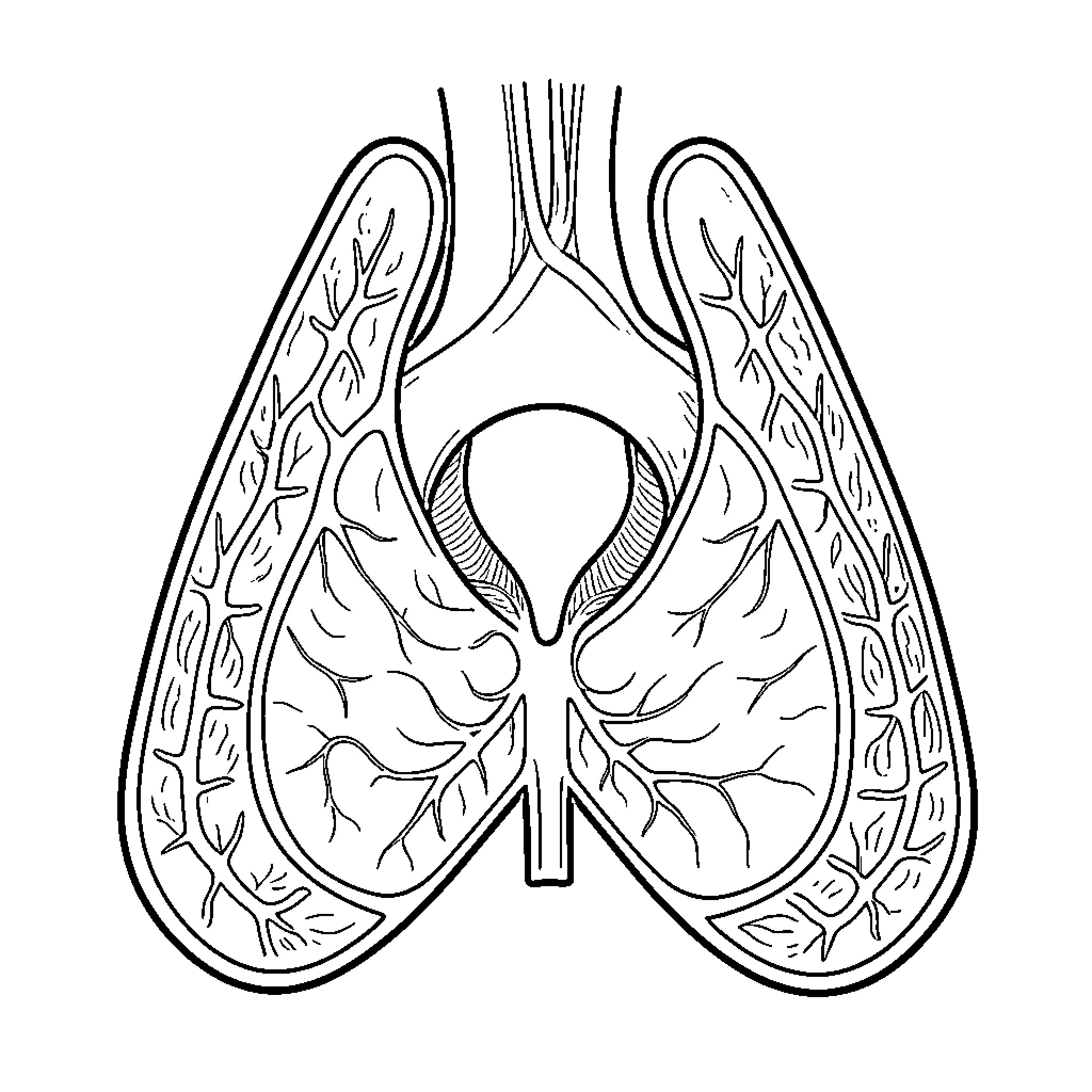 Larynx anatomy illustration Coloring Page (free black-and-white line drawing printable PDF for all, from beginners to advanced learners, including children, teens, adults, and seniors)