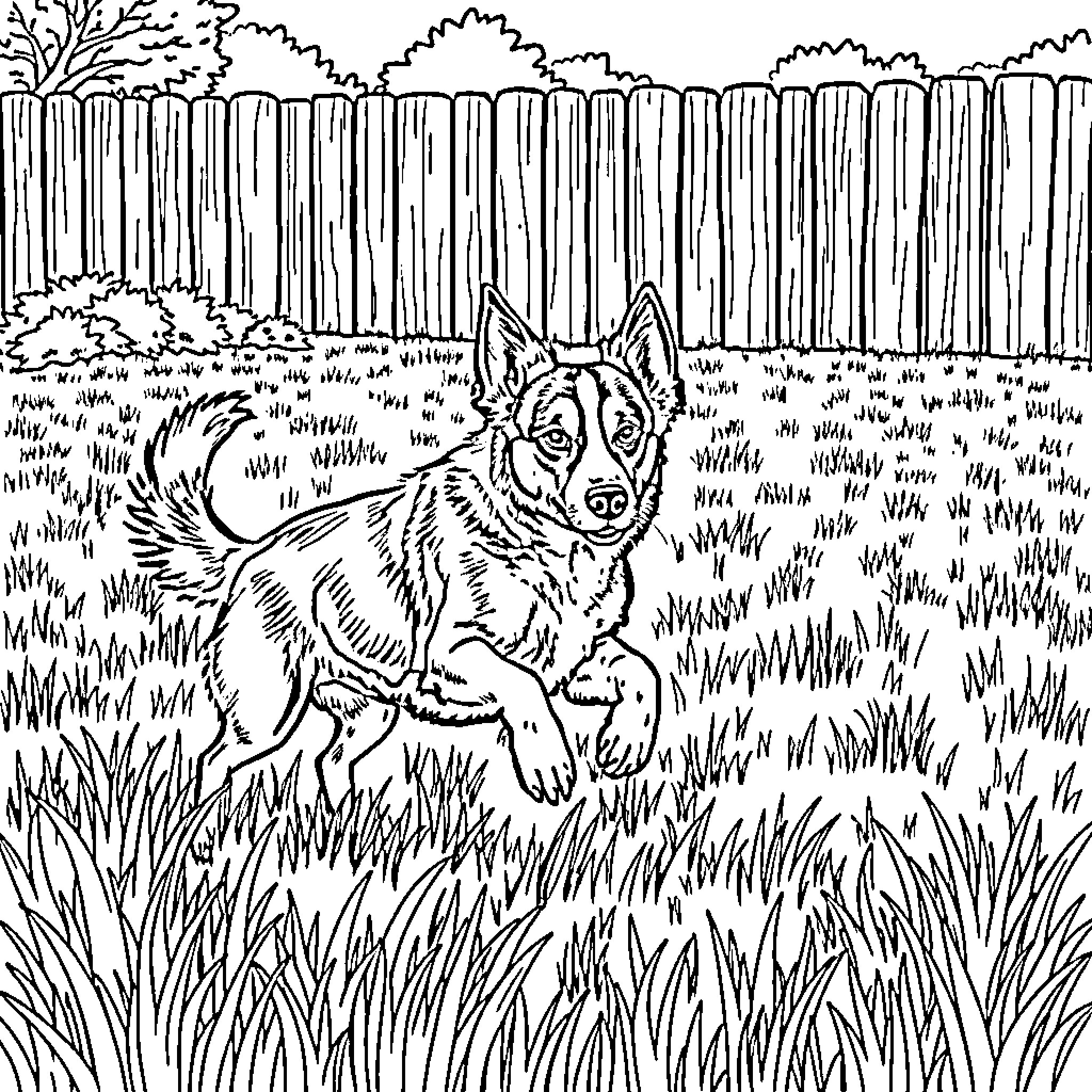 Heeler dog exploring the backyard Coloring Page (free black-and-white line drawing printable PDF for all, from beginners to advanced learners, including children, teens, adults, and seniors)