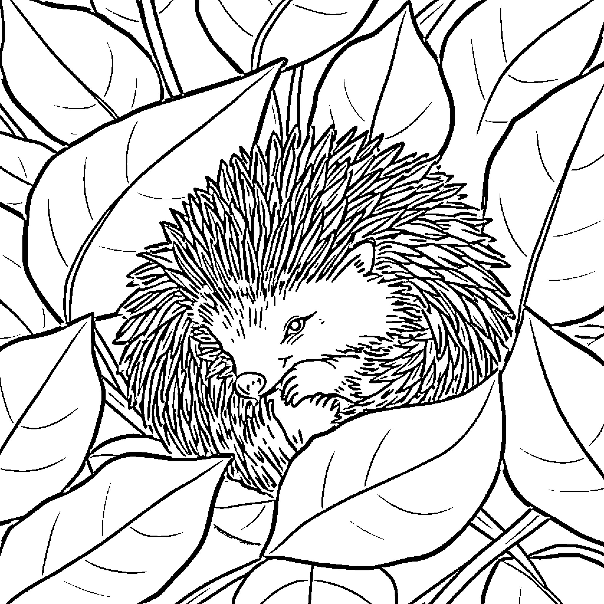 Hedgehog nestled in leaves Coloring Page (free black-and-white line drawing printable PDF for all, from beginners to advanced learners, including children, teens, adults, and seniors)