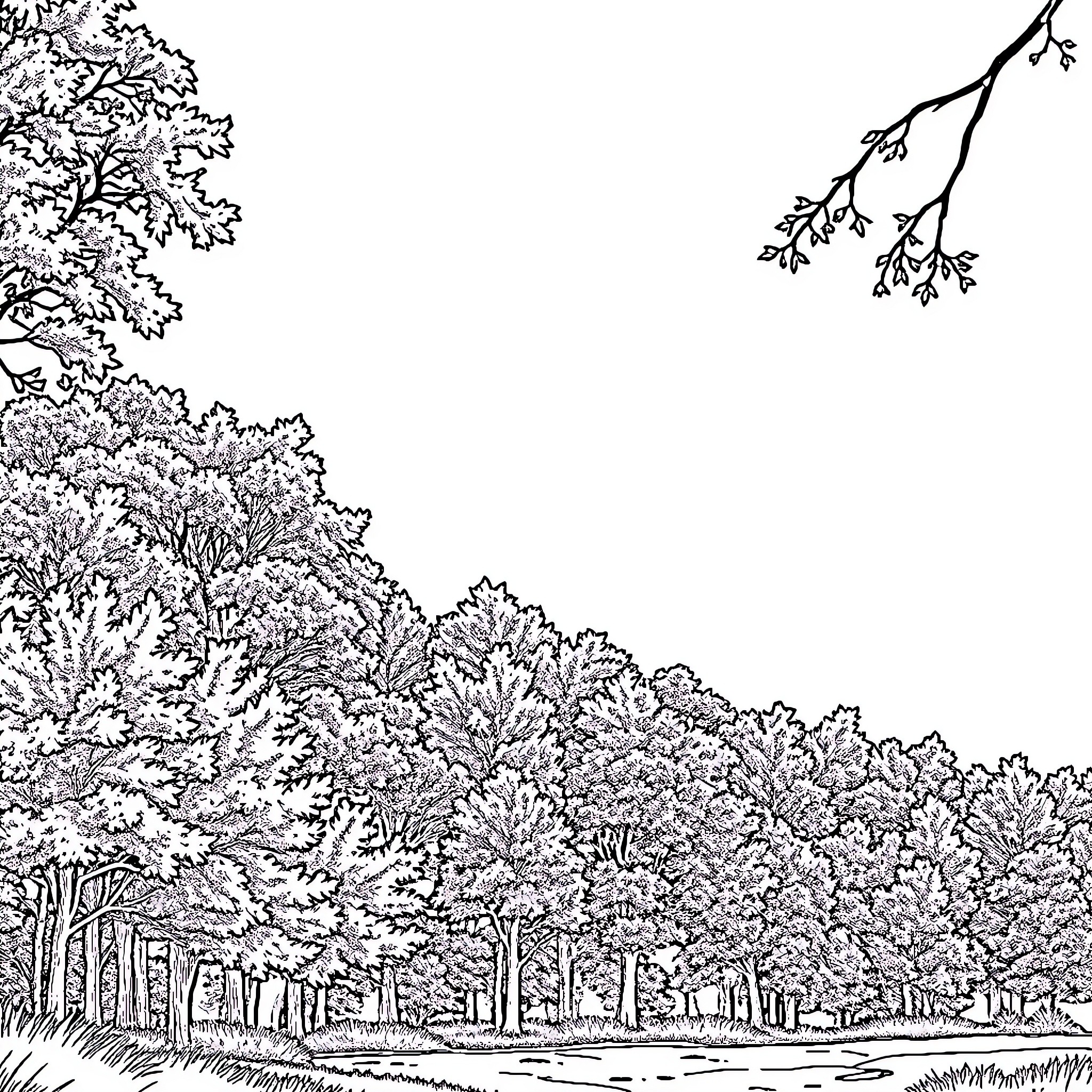 Nature's Enchanting Landscape: A Tranquil Forest Scene Coloring Page (free black-and-white line drawing printable PDF for all, from beginners to advanced learners, including children, teens, adults, and seniors)