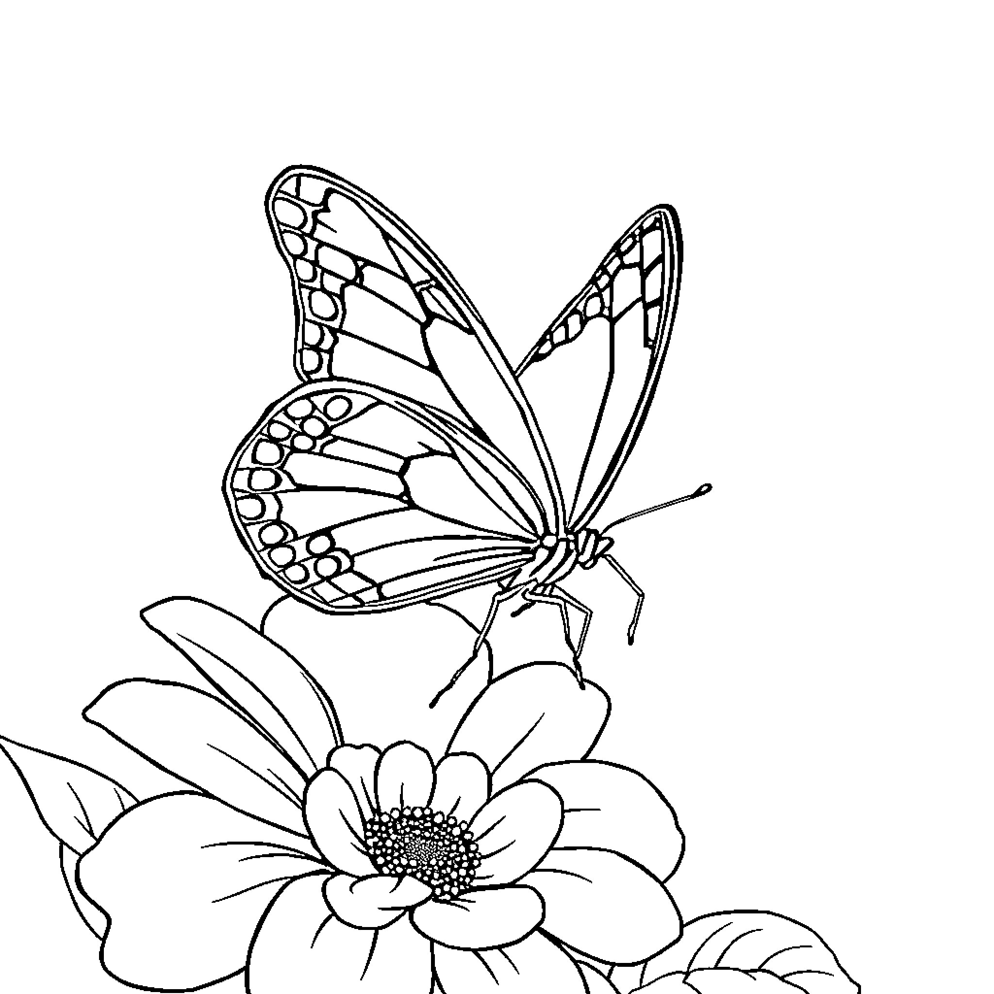 Butterfly resting on a vibrant flower Coloring Page (free black-and-white line drawing printable PDF for all, from beginners to advanced learners, including children, teens, adults, and seniors)