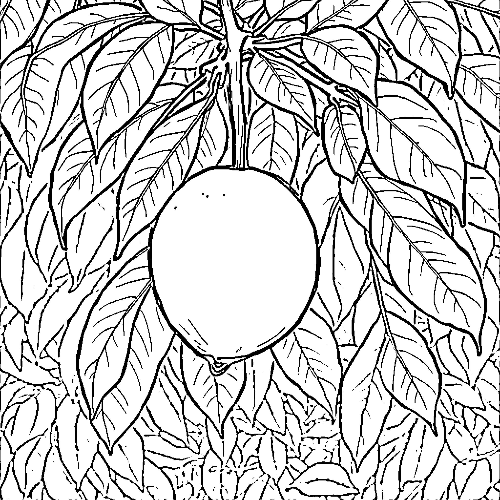 Jambu fruit growing amidst lush foliage Coloring Page (free black-and-white line drawing printable PDF for all, from beginners to advanced learners, including children, teens, adults, and seniors)