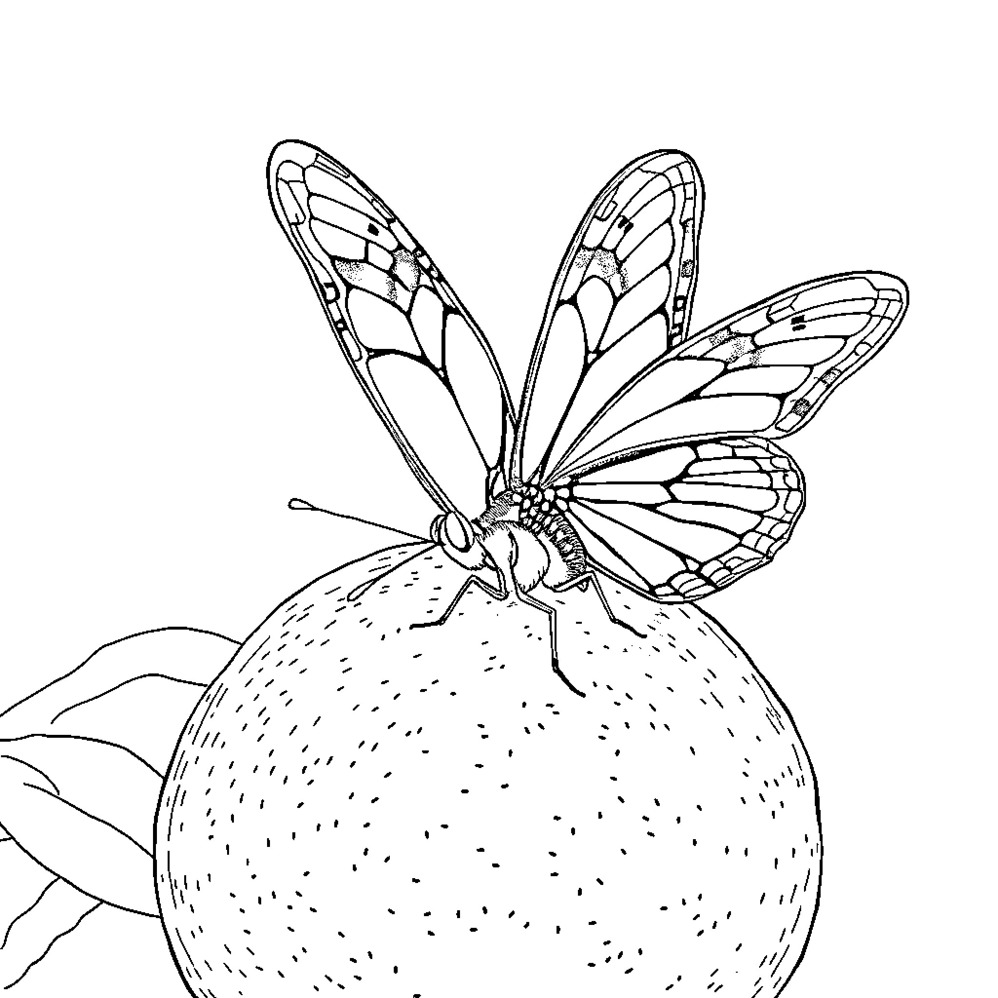 Butterfly resting on a fruit Coloring Page (free black-and-white line drawing printable PDF for all, from beginners to advanced learners, including children, teens, adults, and seniors)