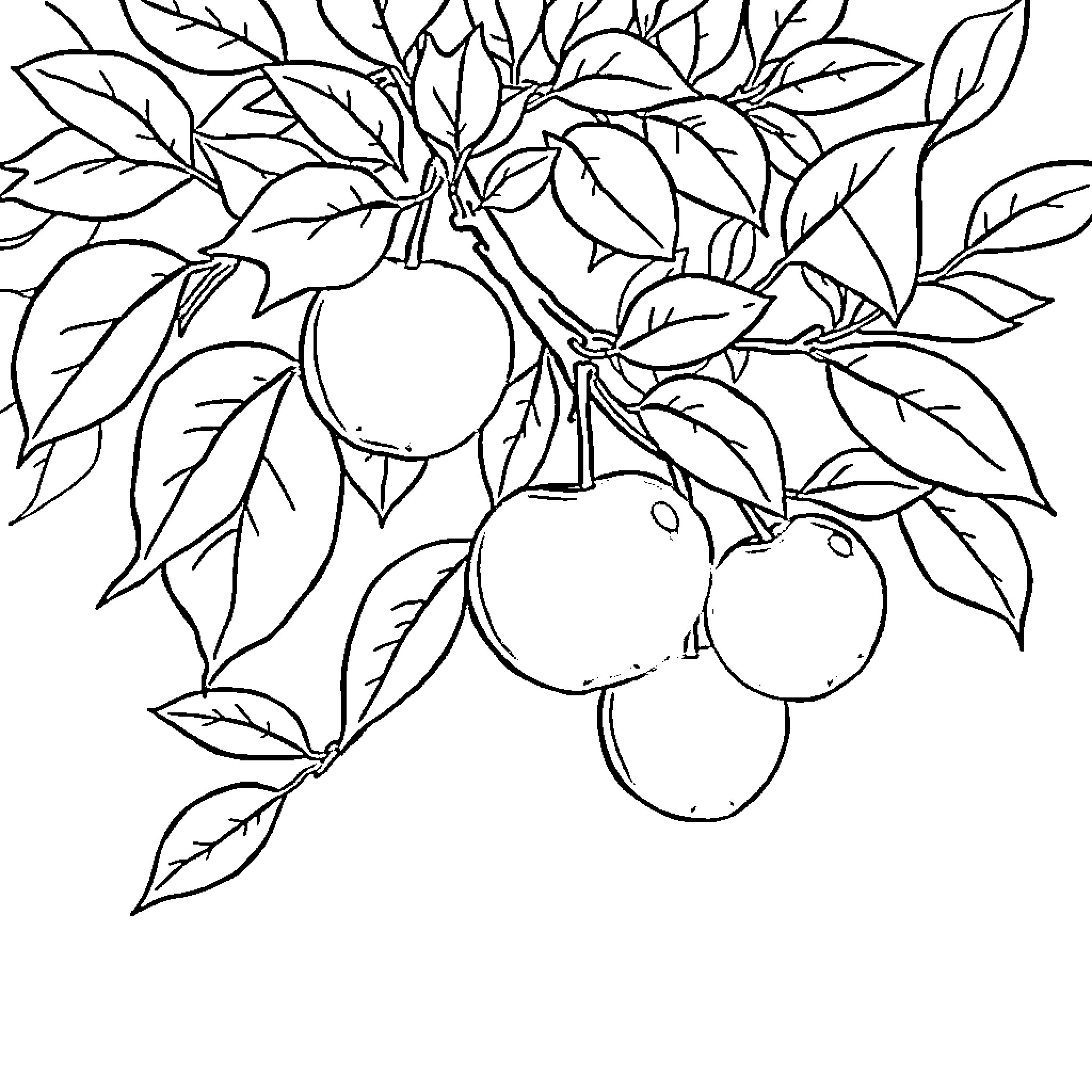 Apple Tree with Ripe Fruit Coloring Page (free black-and-white line drawing printable PDF for all, from beginners to advanced learners, including children, teens, adults, and seniors)