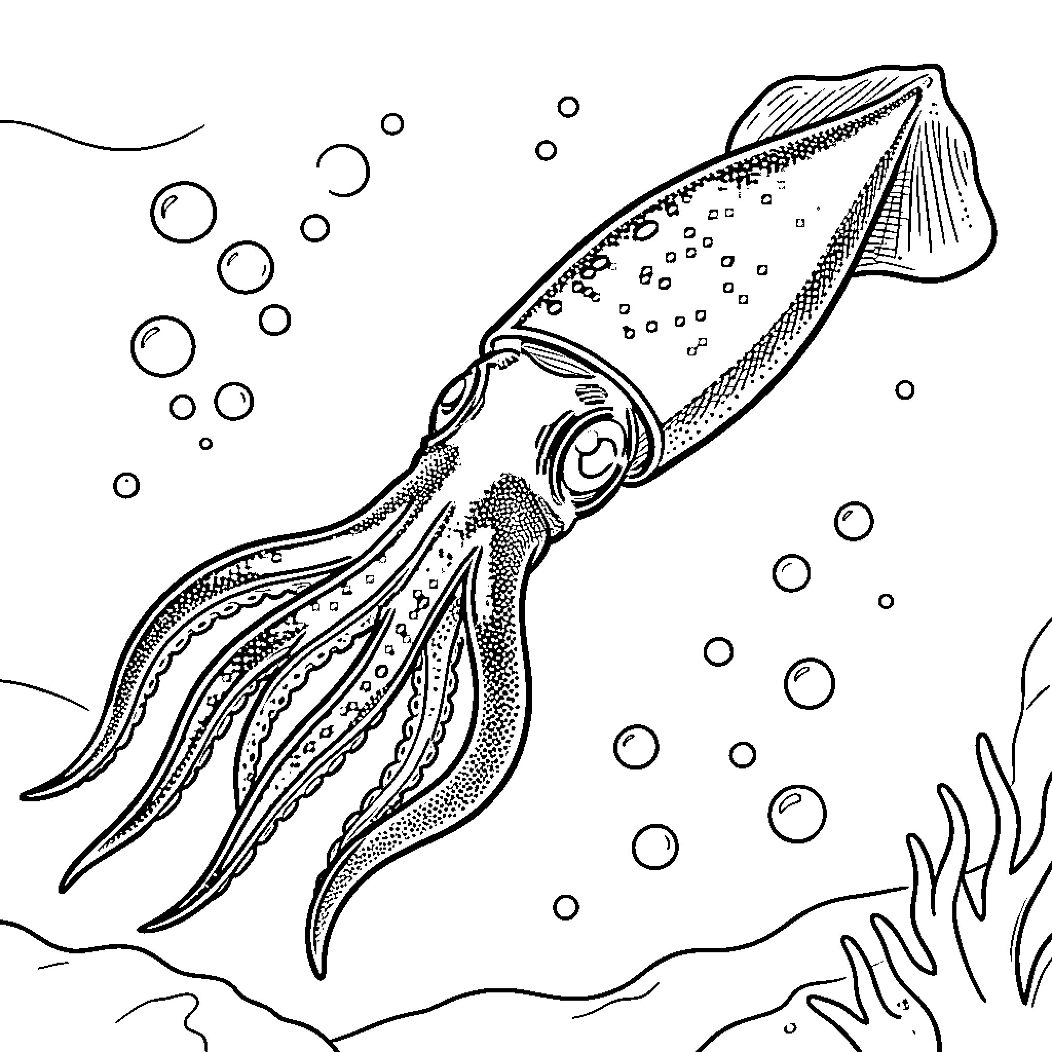 Squid swimming through bubbles near ocean floor Coloring Page (free black-and-white line drawing printable PDF for all, from beginners to advanced learners, including children, teens, adults, and seniors)