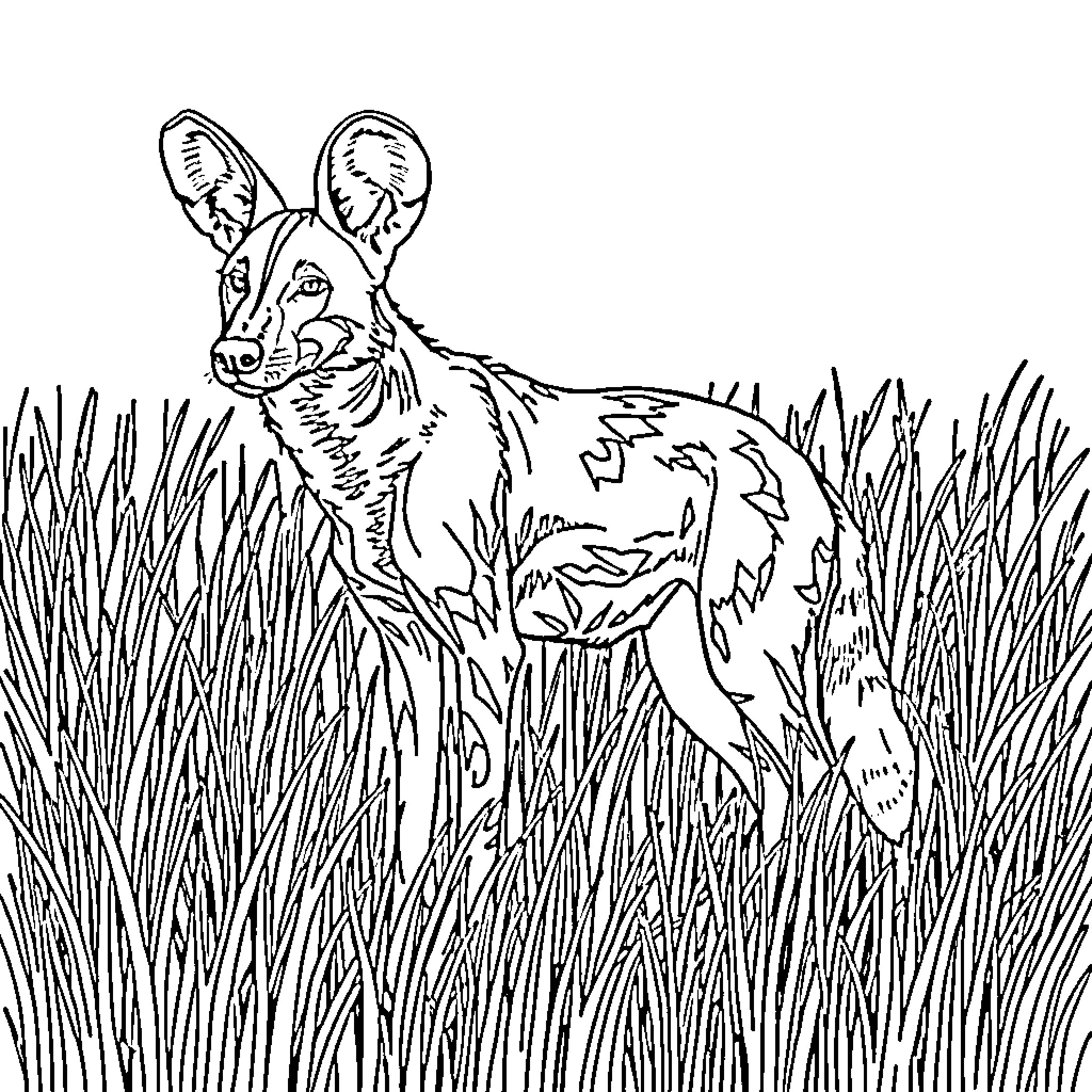African Wild Dog Exploring the Tall Grass Coloring Page (free black-and-white line drawing printable PDF for all, from beginners to advanced learners, including children, teens, adults, and seniors)