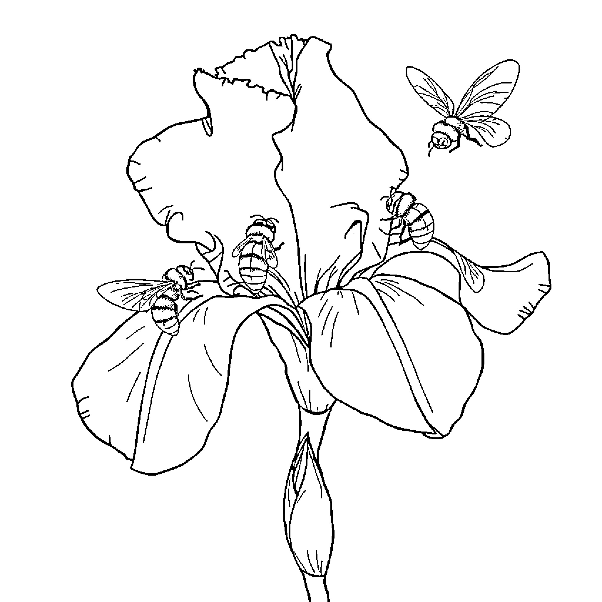 Iris flowers with buzzing bees Coloring Page (free black-and-white line drawing printable PDF for all, from beginners to advanced learners, including children, teens, adults, and seniors)
