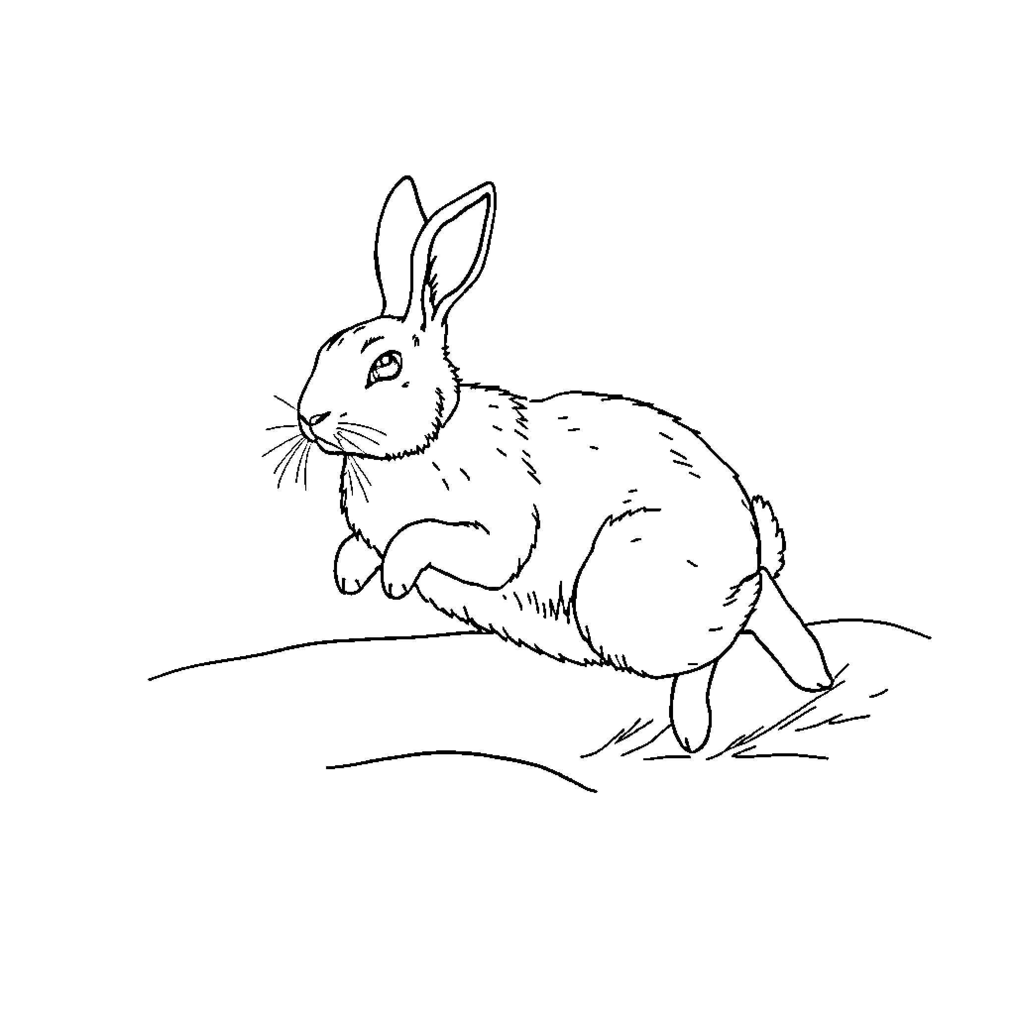 Hare hopping in the field Coloring Page (free black-and-white line drawing printable PDF for all, from beginners to advanced learners, including children, teens, adults, and seniors)