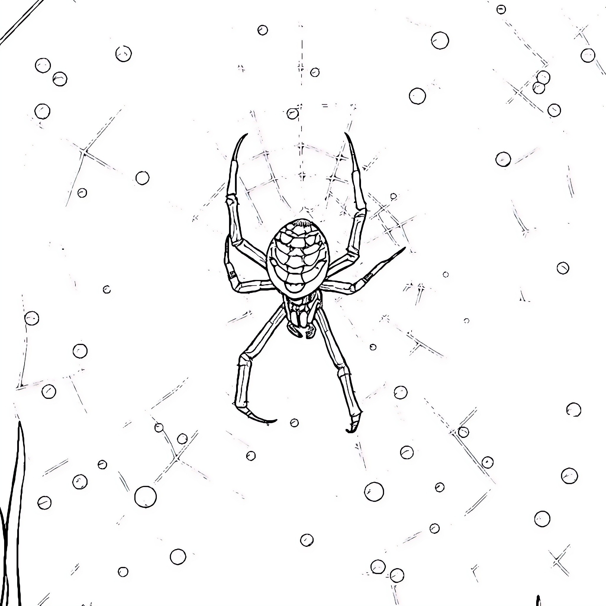 Spider weaving a web in the dark Coloring Page (free black-and-white line drawing printable PDF for all, from beginners to advanced learners, including children, teens, adults, and seniors)