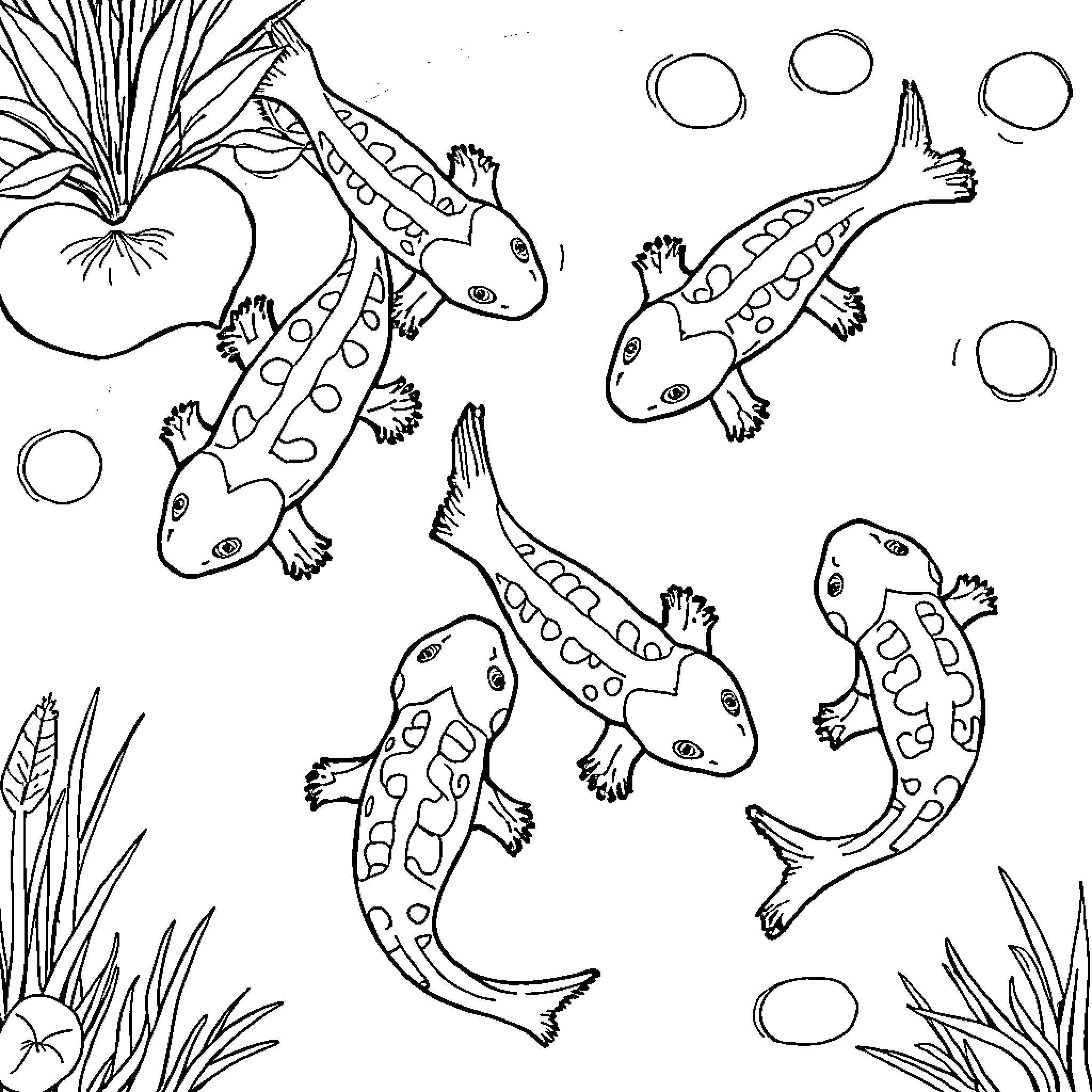 Axolotls swimming playfully in their underwater habitat Coloring Page (free black-and-white line drawing printable PDF for all, from beginners to advanced learners, including children, teens, adults, and seniors)