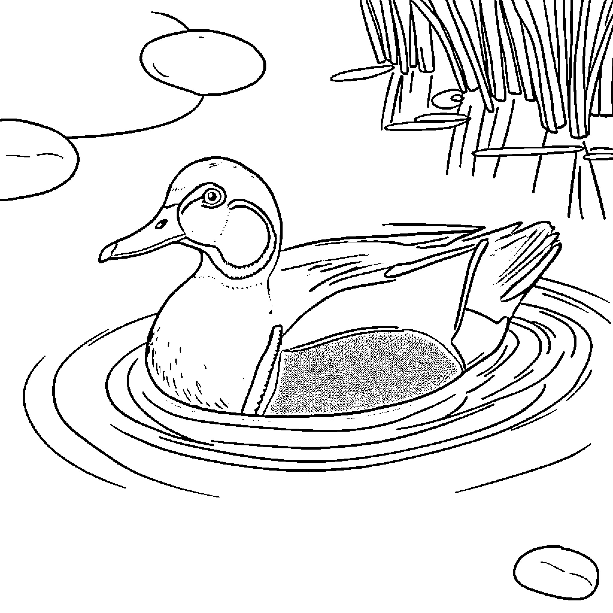 Duck swimming in the water among reeds Coloring Page (free black-and-white line drawing printable PDF for all, from beginners to advanced learners, including children, teens, adults, and seniors)