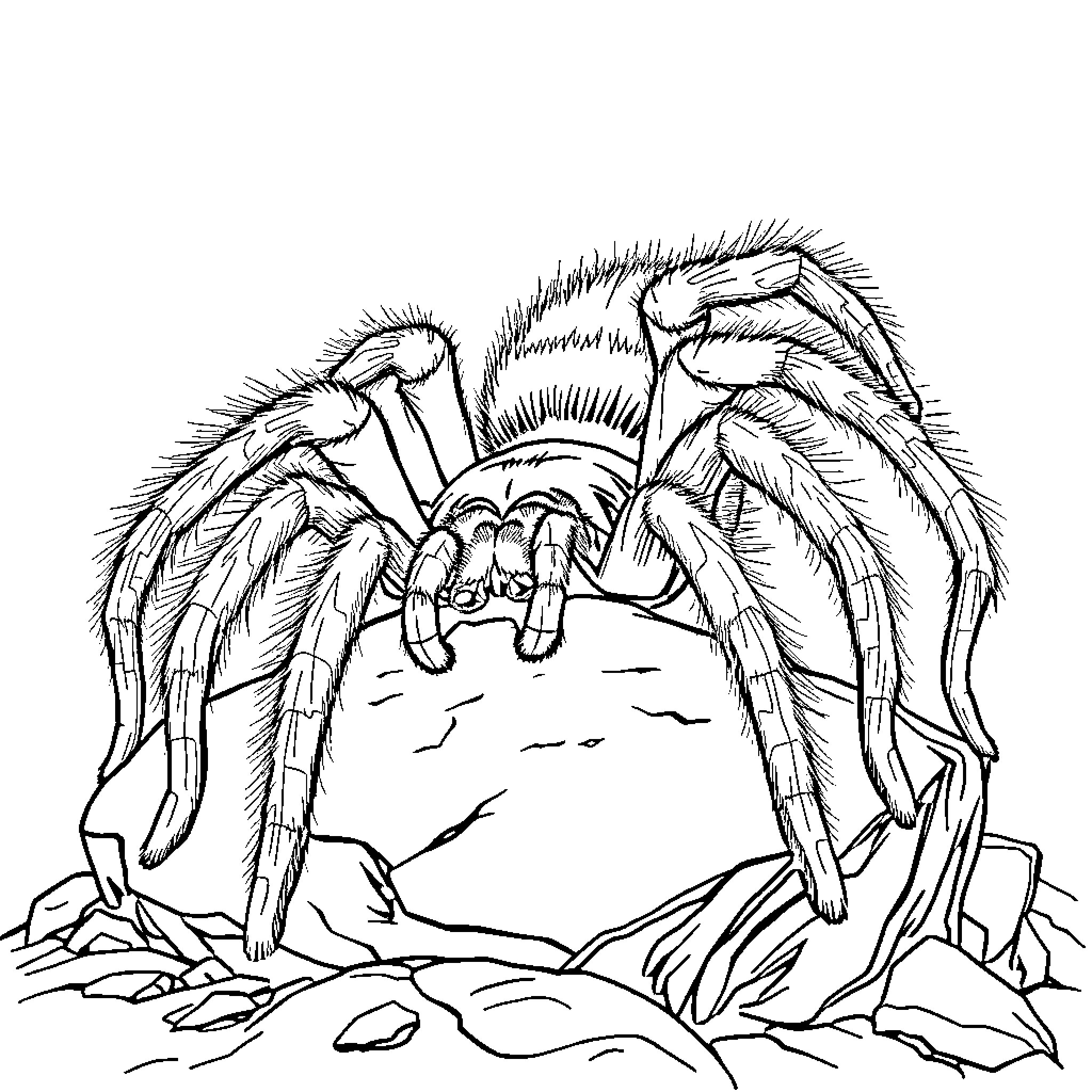 Tarantula crawling on rocky terrain Coloring Page (free black-and-white line drawing printable PDF for all, from beginners to advanced learners, including children, teens, adults, and seniors)