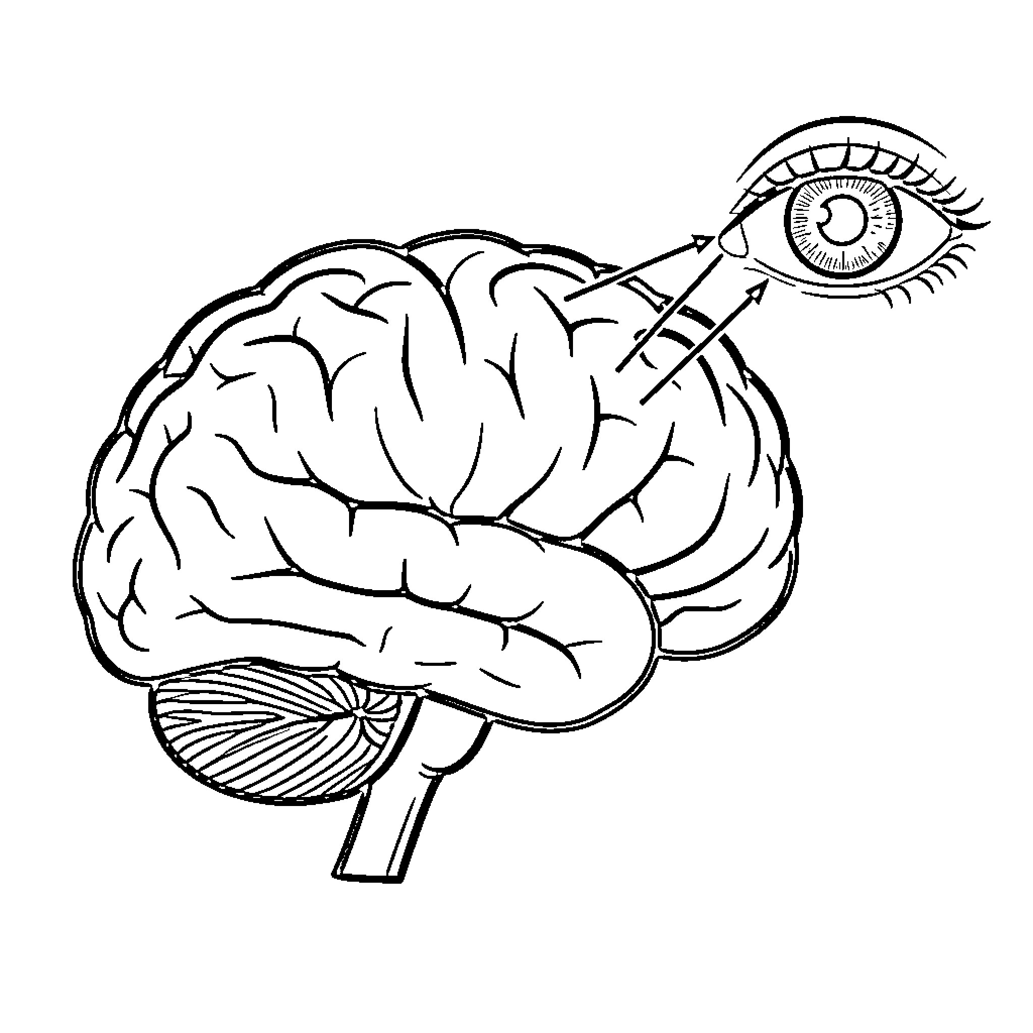 Brain processing visual signals from a human eye Coloring Page (free black-and-white line drawing printable PDF for all, from beginners to advanced learners, including children, teens, adults, and seniors)