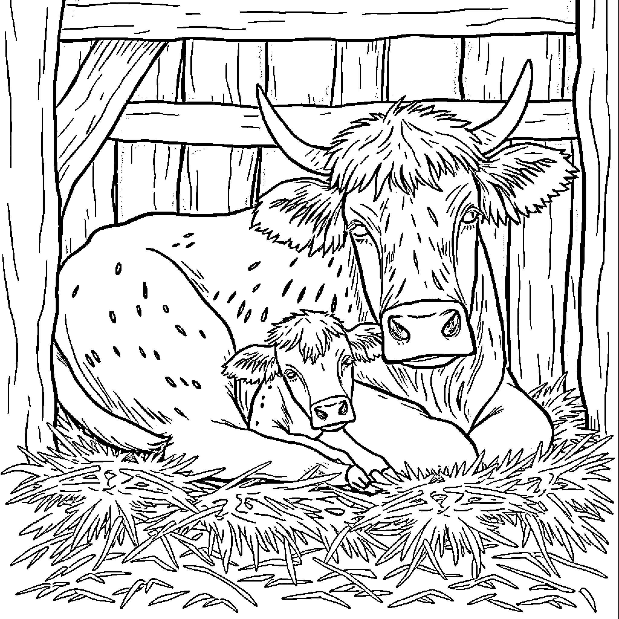 Highland Cows resting in the barn Coloring Page (free black-and-white line drawing printable PDF for all, from beginners to advanced learners, including children, teens, adults, and seniors)