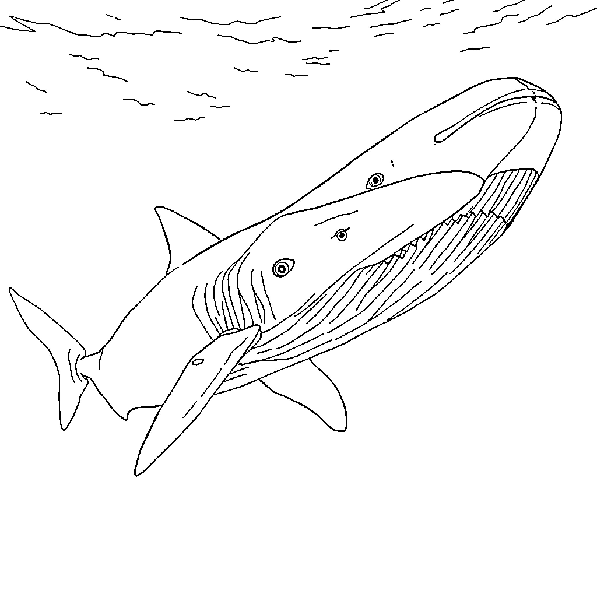 Megalodon swimming through the sea Coloring Page (free black-and-white line drawing printable PDF for all, from beginners to advanced learners, including children, teens, adults, and seniors)