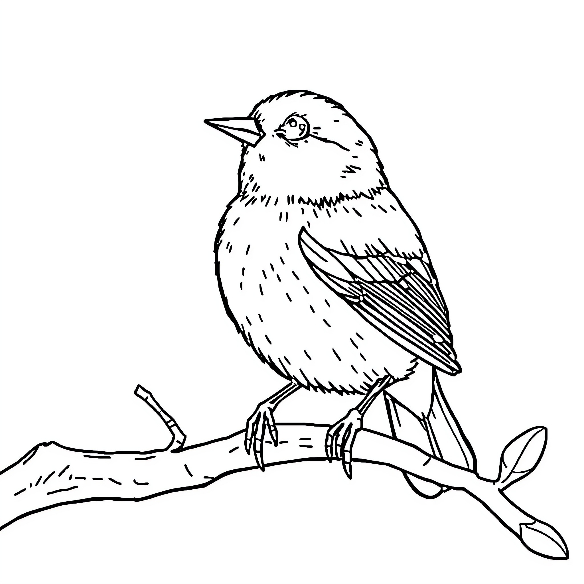 Sparrow perched on a branch Coloring Page (free black-and-white line drawing printable PDF for all, from beginners to advanced learners, including children, teens, adults, and seniors)