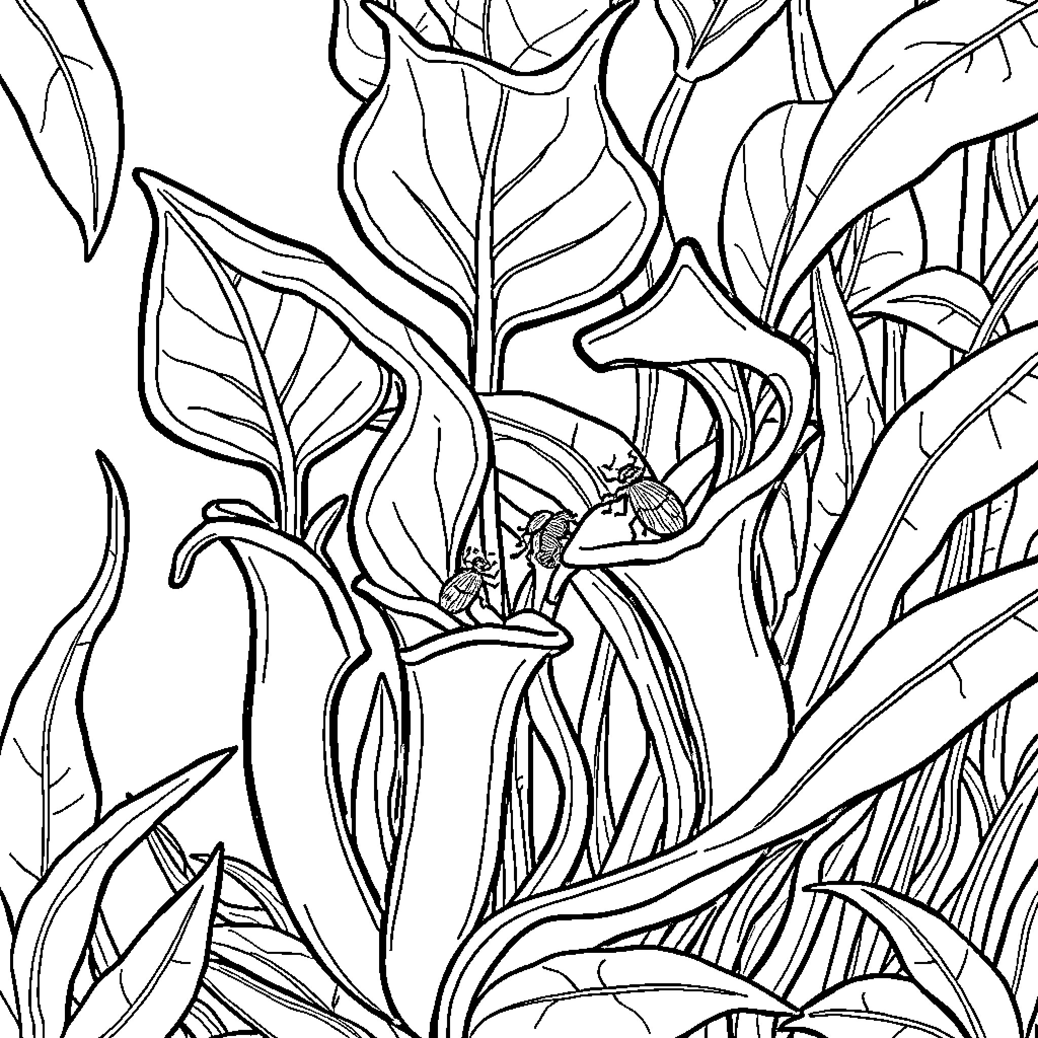 Carnivorous Plant Trapped in Lush Foliage Coloring Page (free black-and-white line drawing printable PDF for all, from beginners to advanced learners, including children, teens, adults, and seniors)
