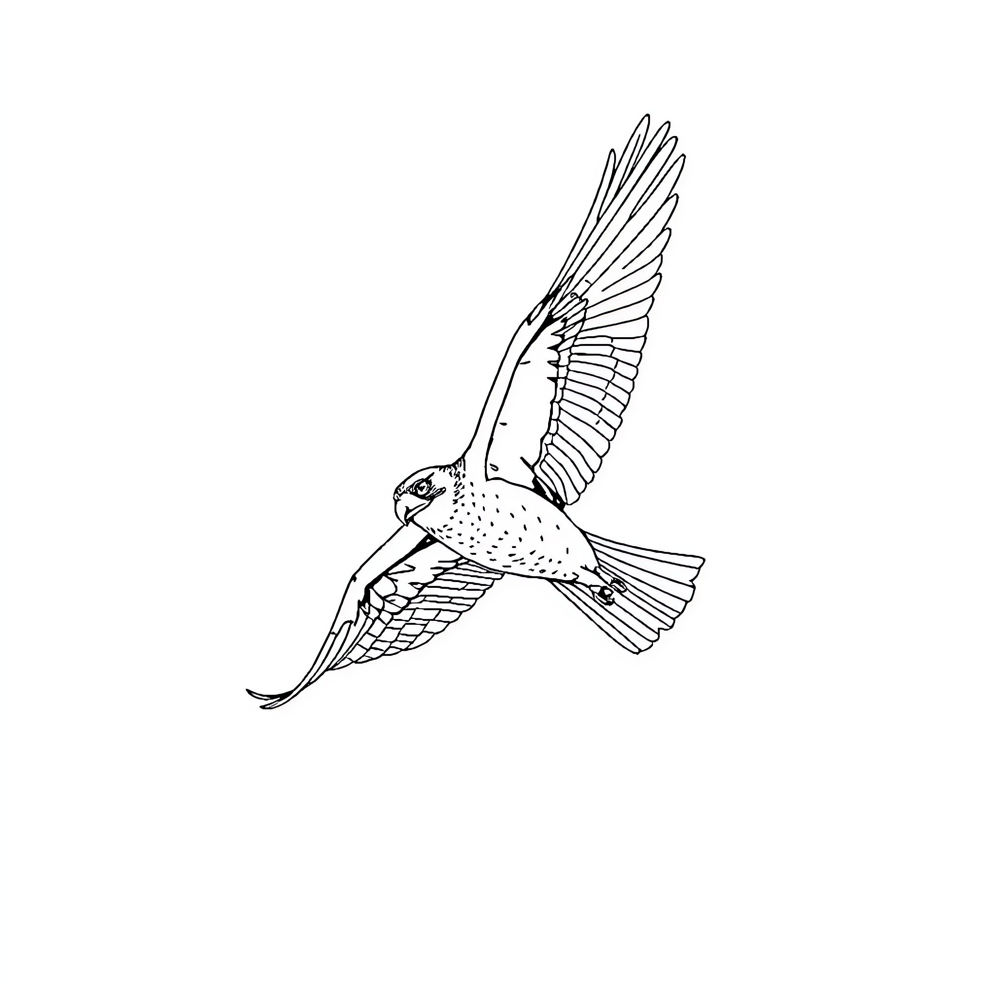 Falcon in Graceful Flight Coloring Page (free black-and-white line drawing printable PDF for all, from beginners to advanced learners, including children, teens, adults, and seniors)