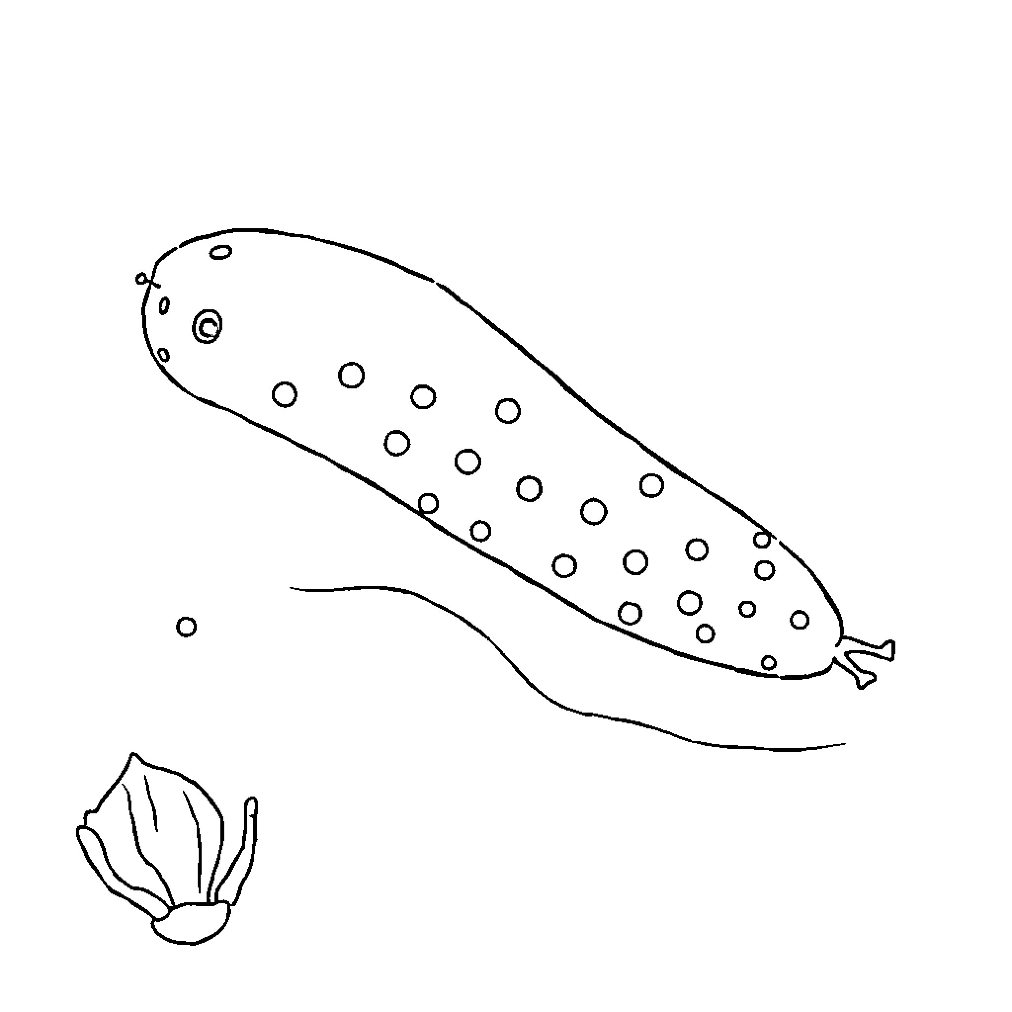 Sea Cucumber floating gracefully in the ocean Coloring Page (free black-and-white line drawing printable PDF for all, from beginners to advanced learners, including children, teens, adults, and seniors)