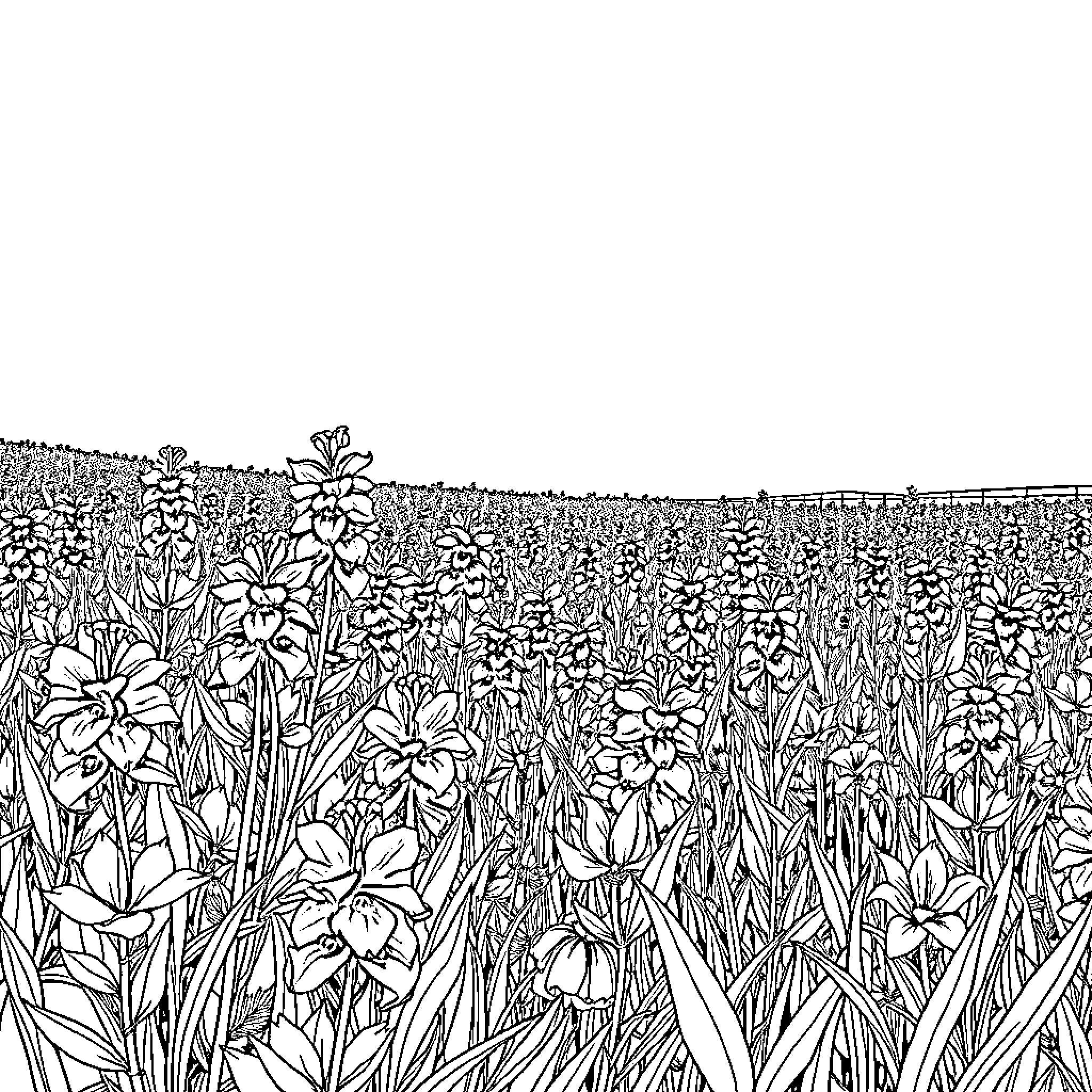 Blue Bonnet Floral Meadow Landscape Coloring Page (free black-and-white line drawing printable PDF for all, from beginners to advanced learners, including children, teens, adults, and seniors)