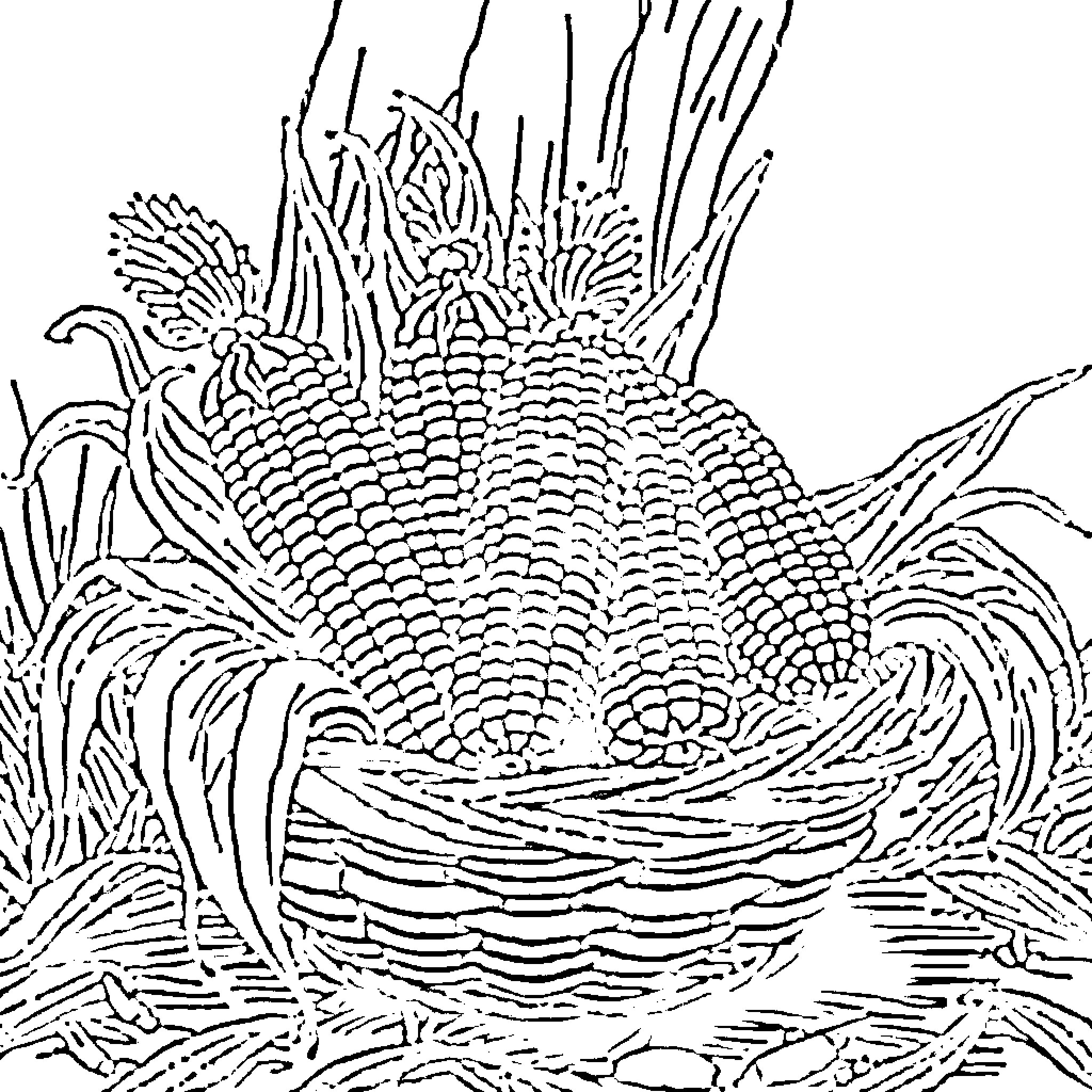 Corn field with intricate textures and patterns Coloring Page (free black-and-white line drawing printable PDF for all, from beginners to advanced learners, including children, teens, adults, and seniors)