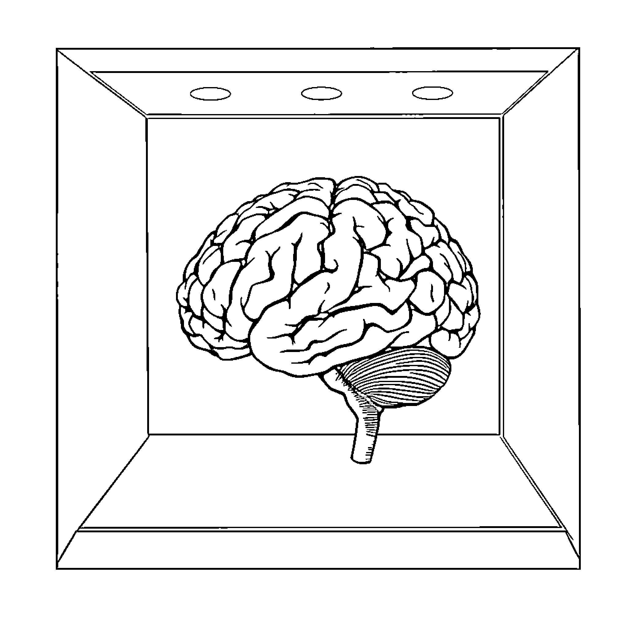 Brain on display in framed box Coloring Page (free black-and-white line drawing printable PDF for all, from beginners to advanced learners, including children, teens, adults, and seniors)