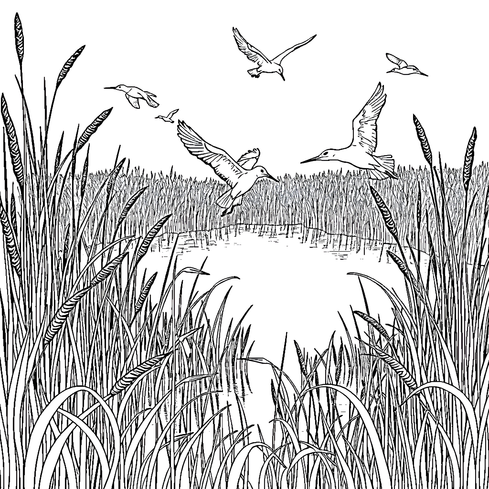 Birds soaring over a serene pond in the marsh Coloring Page (free black-and-white line drawing printable PDF for all, from beginners to advanced learners, including children, teens, adults, and seniors)
