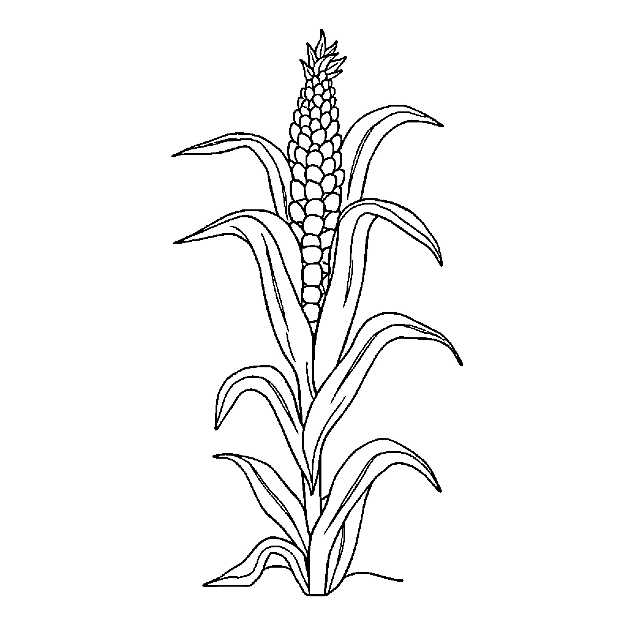 Corn plant with detailed leaves and cob Coloring Page (free black-and-white line drawing printable PDF for all, from beginners to advanced learners, including children, teens, adults, and seniors)