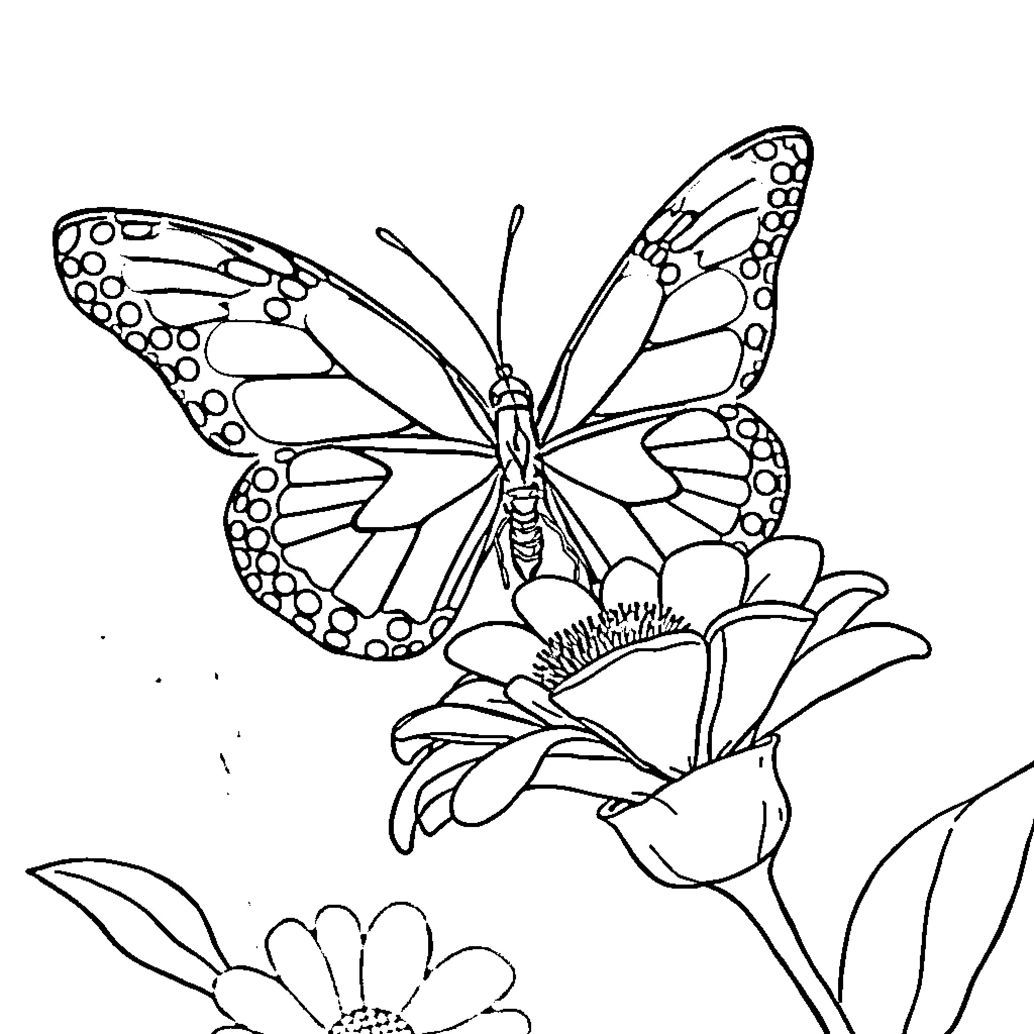 Butterfly dancing on blooming flowers Coloring Page (free black-and-white line drawing printable PDF for all, from beginners to advanced learners, including children, teens, adults, and seniors)