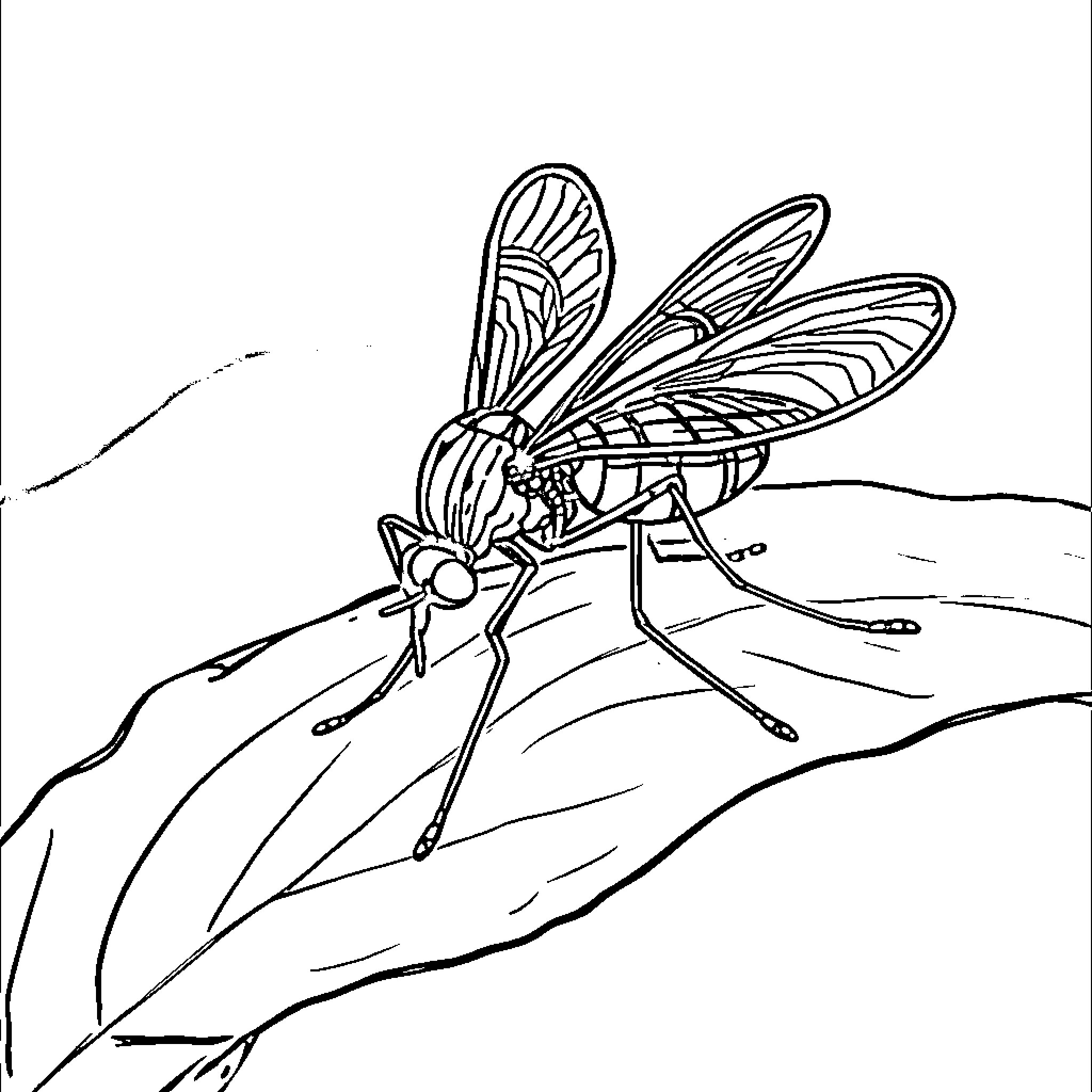 Aedes Aegypti mosquito resting on a leaf Coloring Page (free black-and-white line drawing printable PDF for all, from beginners to advanced learners, including children, teens, adults, and seniors)