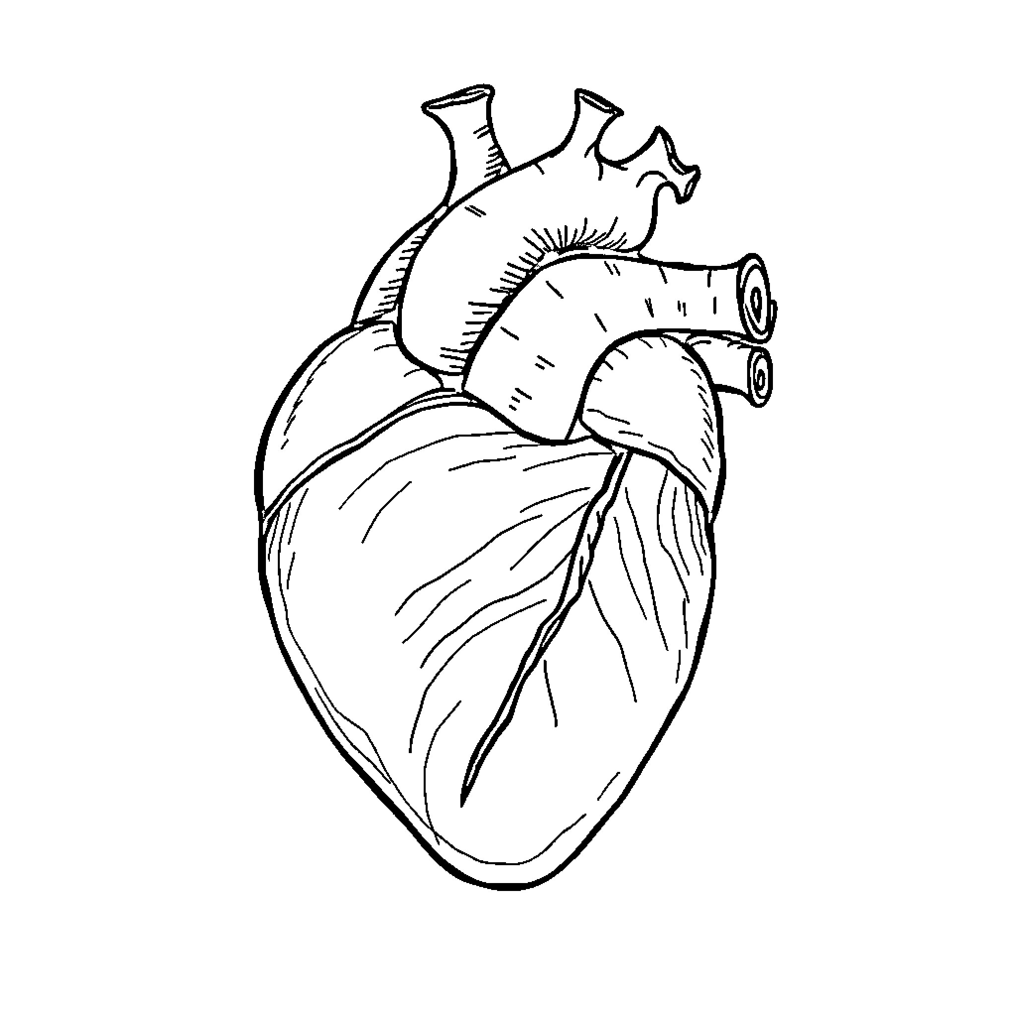 Heart anatomy illustration Coloring Page (free black-and-white line drawing printable PDF for all, from beginners to advanced learners, including children, teens, adults, and seniors)