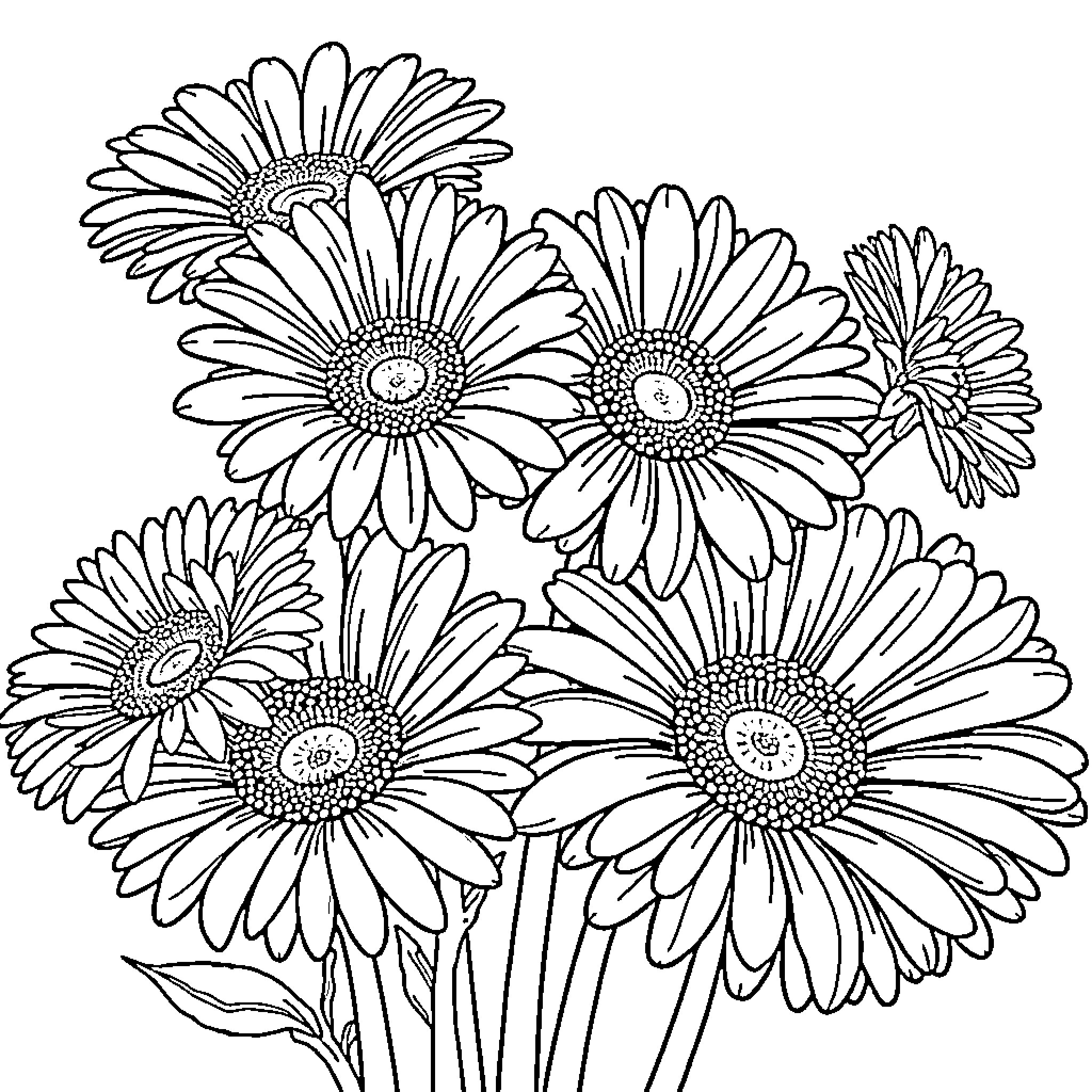 Daisy flowers in bloom Coloring Page (free black-and-white line drawing printable PDF for all, from beginners to advanced learners, including children, teens, adults, and seniors)