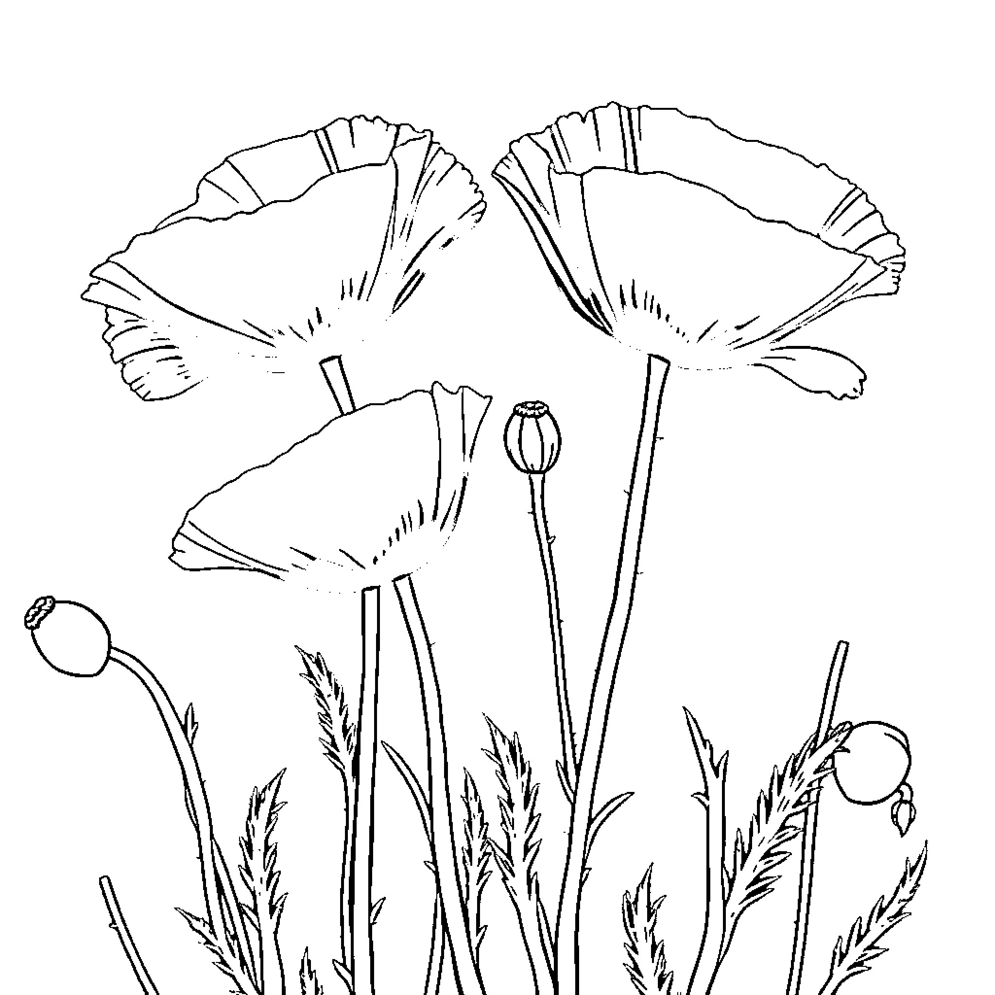 Poppy flowers swaying in the wind Coloring Page (free black-and-white line drawing printable PDF for all, from beginners to advanced learners, including children, teens, adults, and seniors)