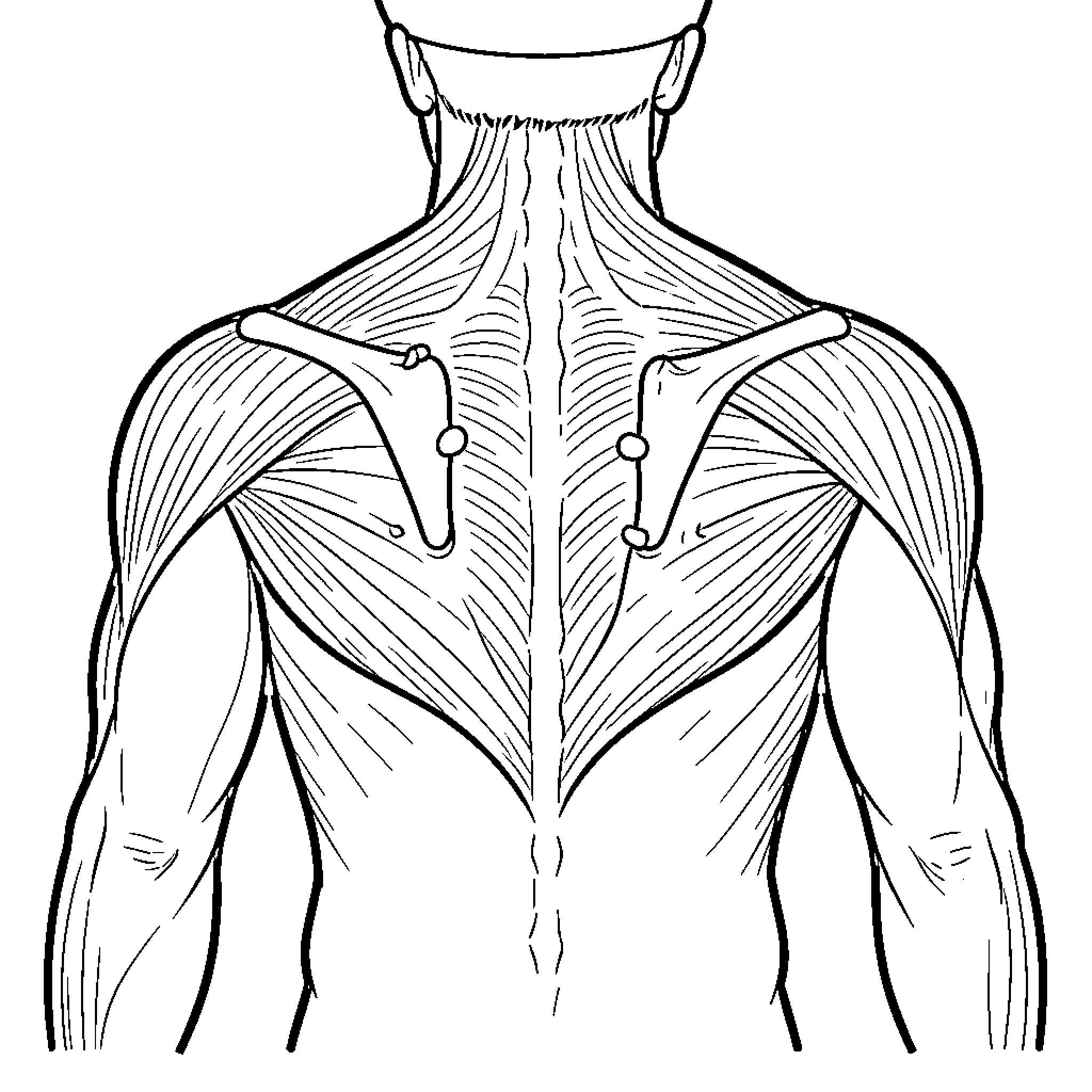 Rhomboid Muscle Anatomy Illustration Coloring Page (free black-and-white line drawing printable PDF for all, from beginners to advanced learners, including children, teens, adults, and seniors)