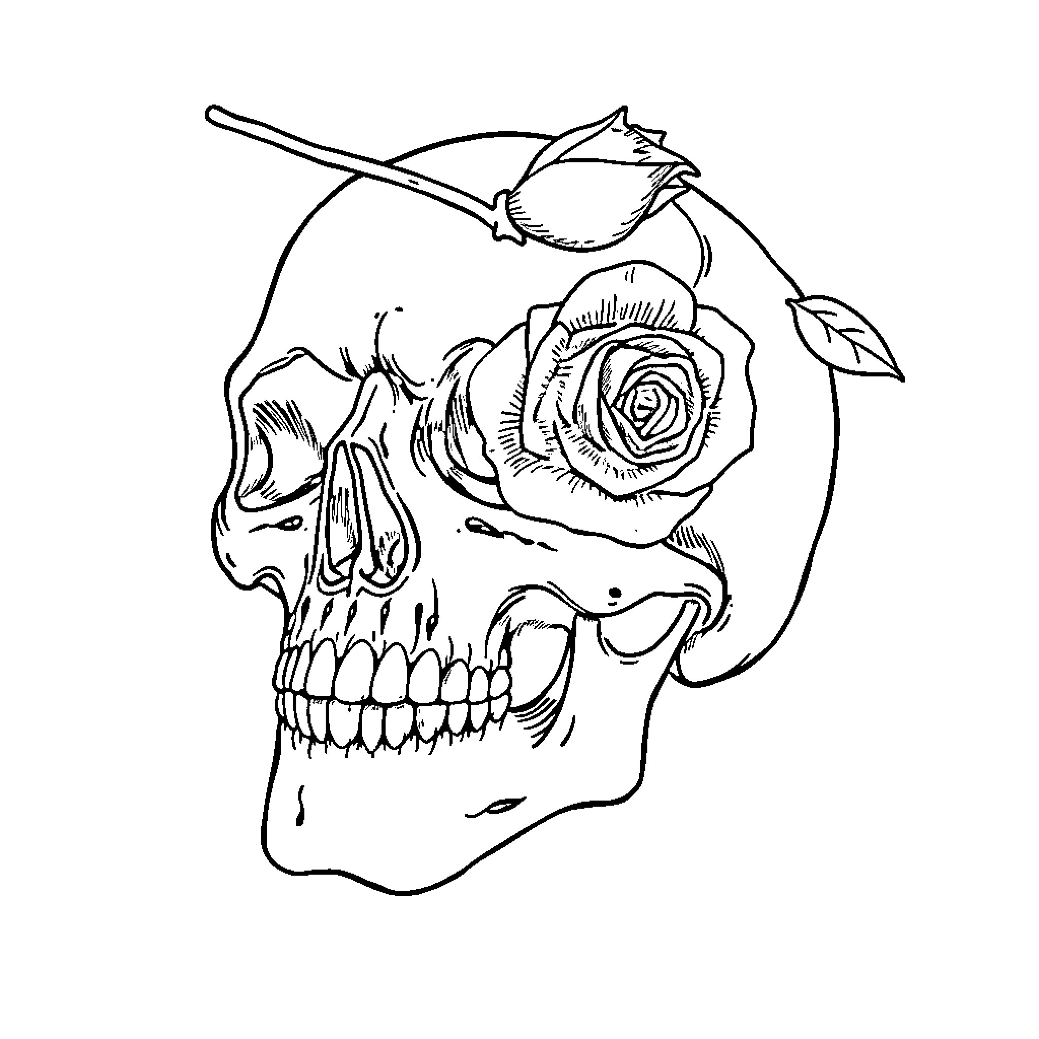Skull with rose growing from eye socket Coloring Page (free black-and-white line drawing printable PDF for all, from beginners to advanced learners, including children, teens, adults, and seniors)