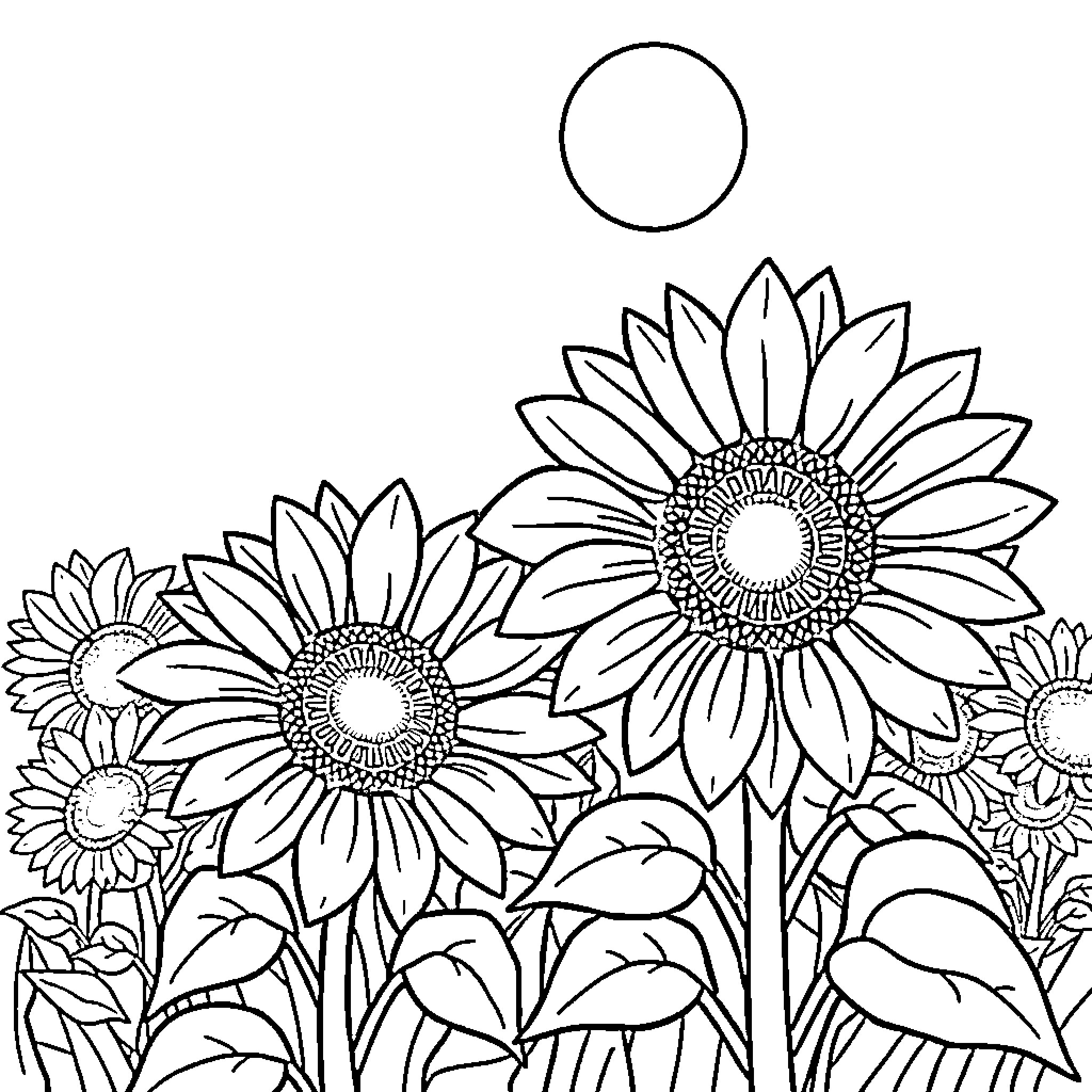 Sunflowers blooming in the garden Coloring Page (free black-and-white line drawing printable PDF for all, from beginners to advanced learners, including children, teens, adults, and seniors)