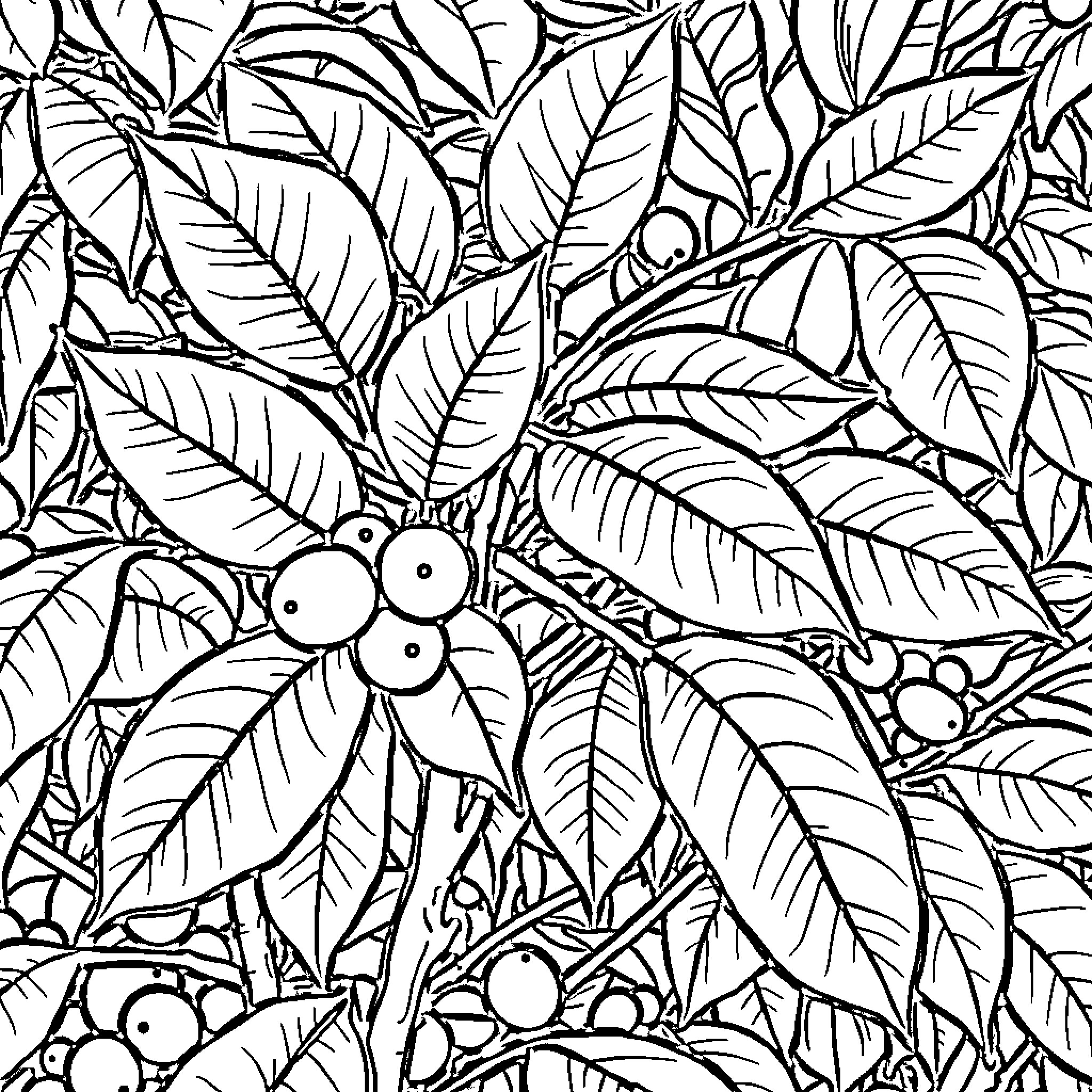 Coffee Plant with Intricate Leaf Patterns Coloring Page (free black-and-white line drawing printable PDF for all, from beginners to advanced learners, including children, teens, adults, and seniors)