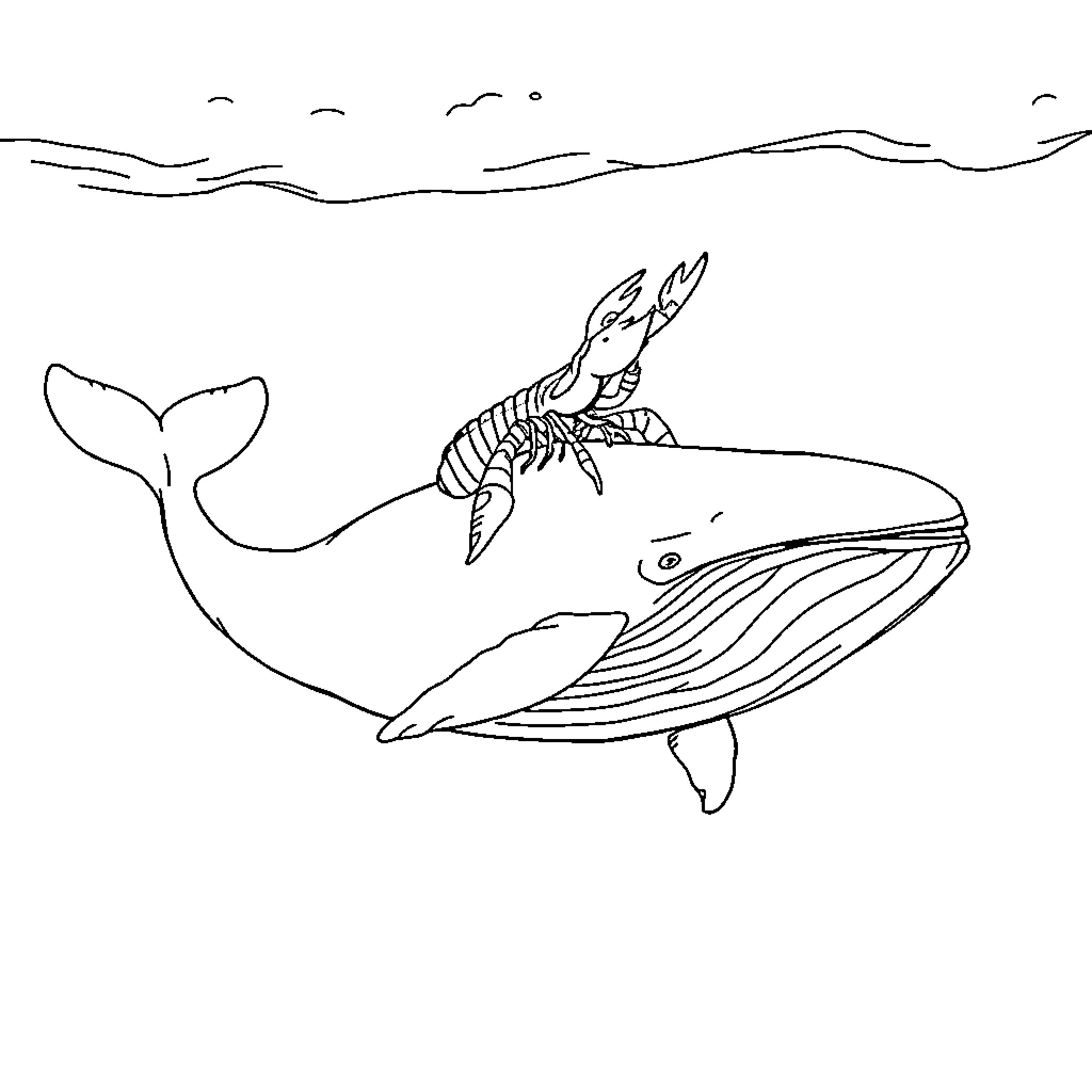 Lobster riding a playful whale in the ocean Coloring Page (free black-and-white line drawing printable PDF for all, from beginners to advanced learners, including children, teens, adults, and seniors)