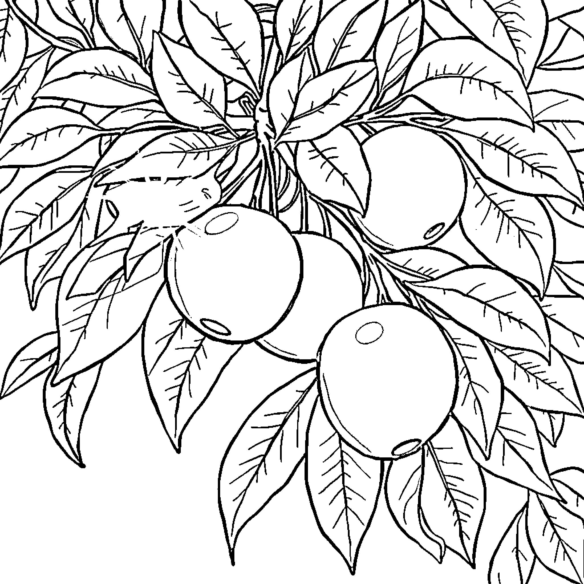 Apple Tree with Ripe Fruit Coloring Page (free black-and-white line drawing printable PDF for all, from beginners to advanced learners, including children, teens, adults, and seniors)
