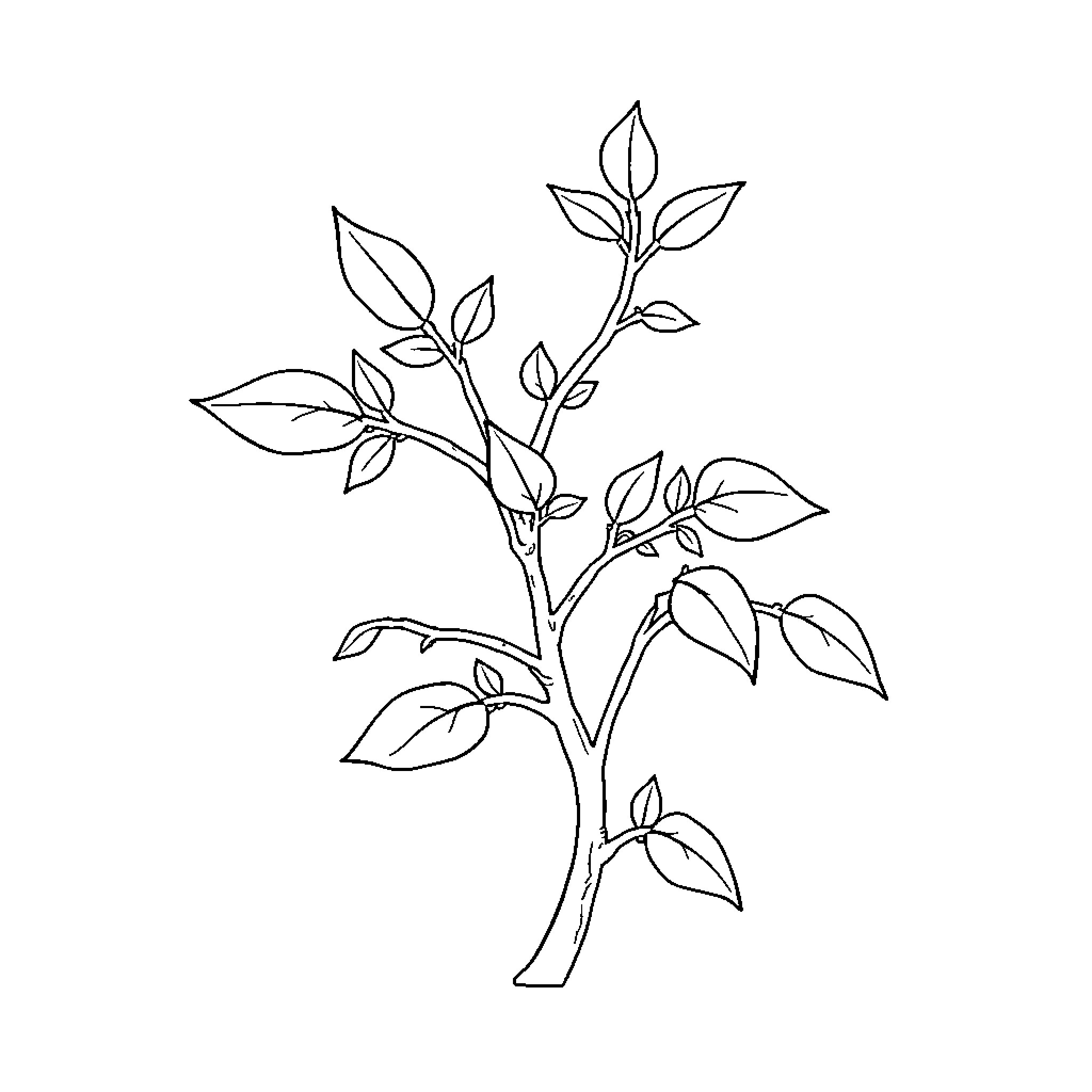 Sickle Bush plant with intricate foliage Coloring Page (free black-and-white line drawing printable PDF for all, from beginners to advanced learners, including children, teens, adults, and seniors)
