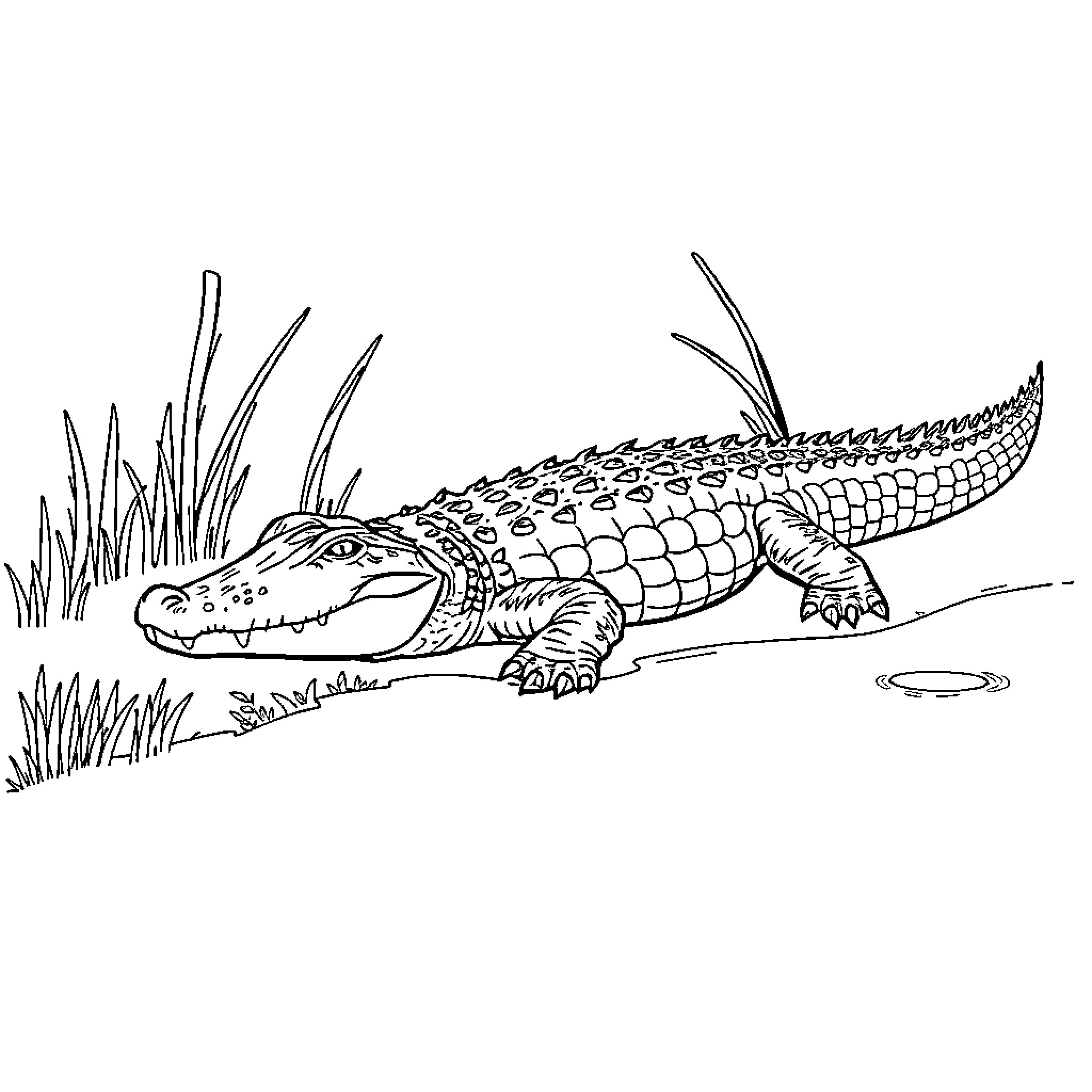Alligator relaxing in the marsh Coloring Page (free black-and-white line drawing printable PDF for all, from beginners to advanced learners, including children, teens, adults, and seniors)