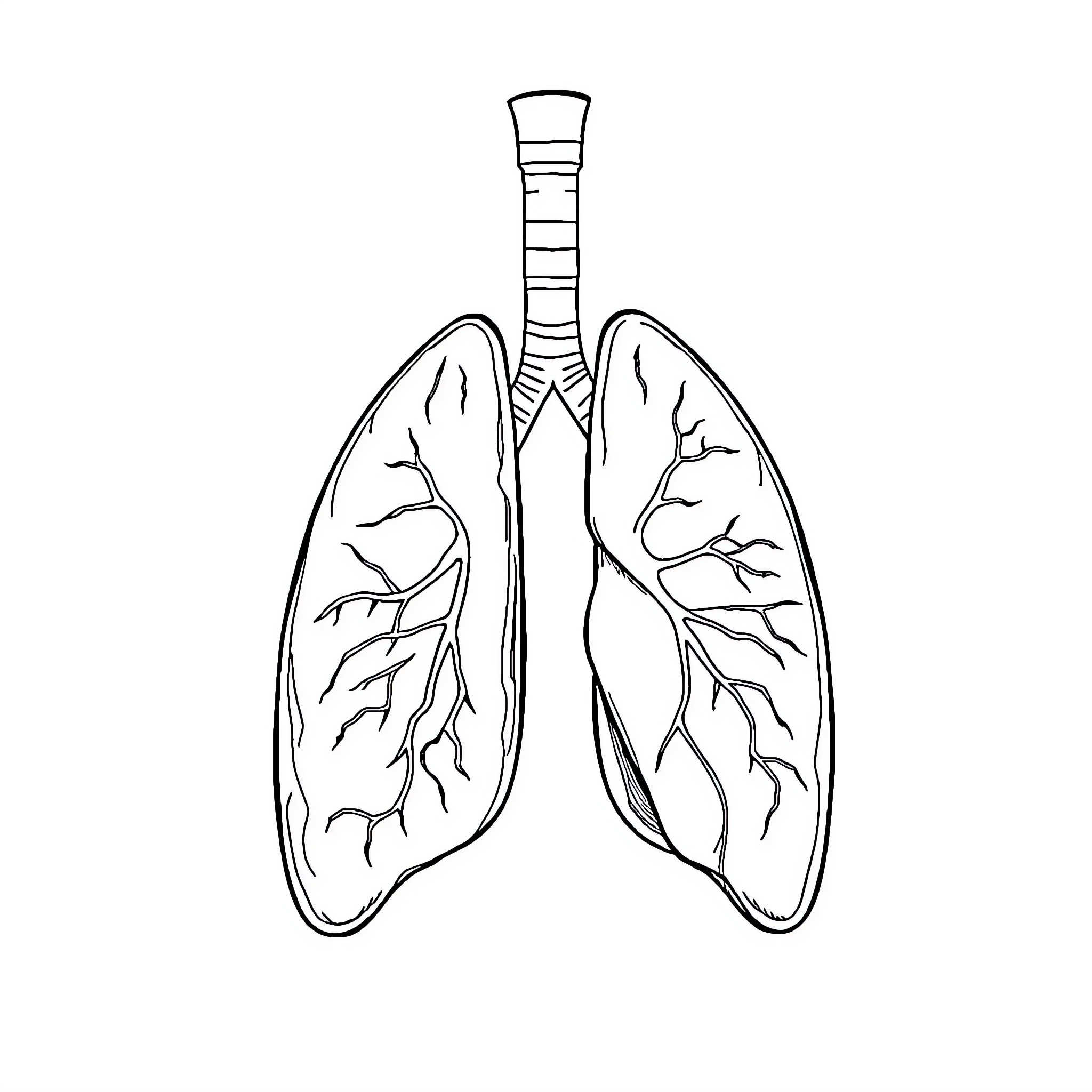 Lungs detailed in black and white outline Coloring Page (free black-and-white line drawing printable PDF for all, from beginners to advanced learners, including children, teens, adults, and seniors)