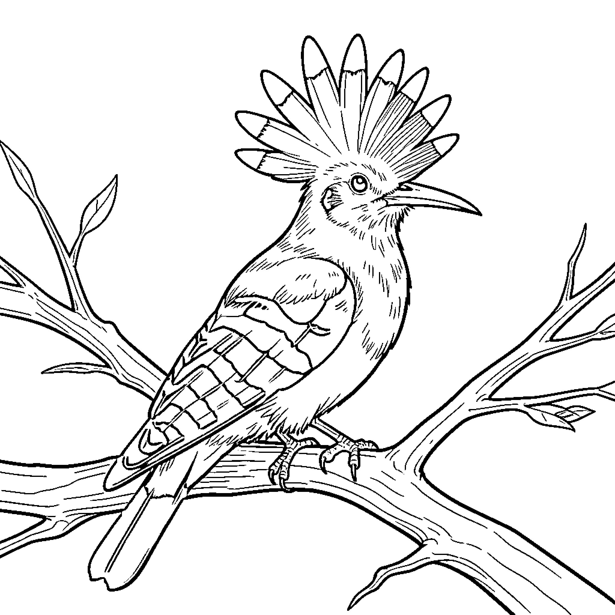 Hoopoe bird perched on a branch Coloring Page (free black-and-white line drawing printable PDF for all, from beginners to advanced learners, including children, teens, adults, and seniors)