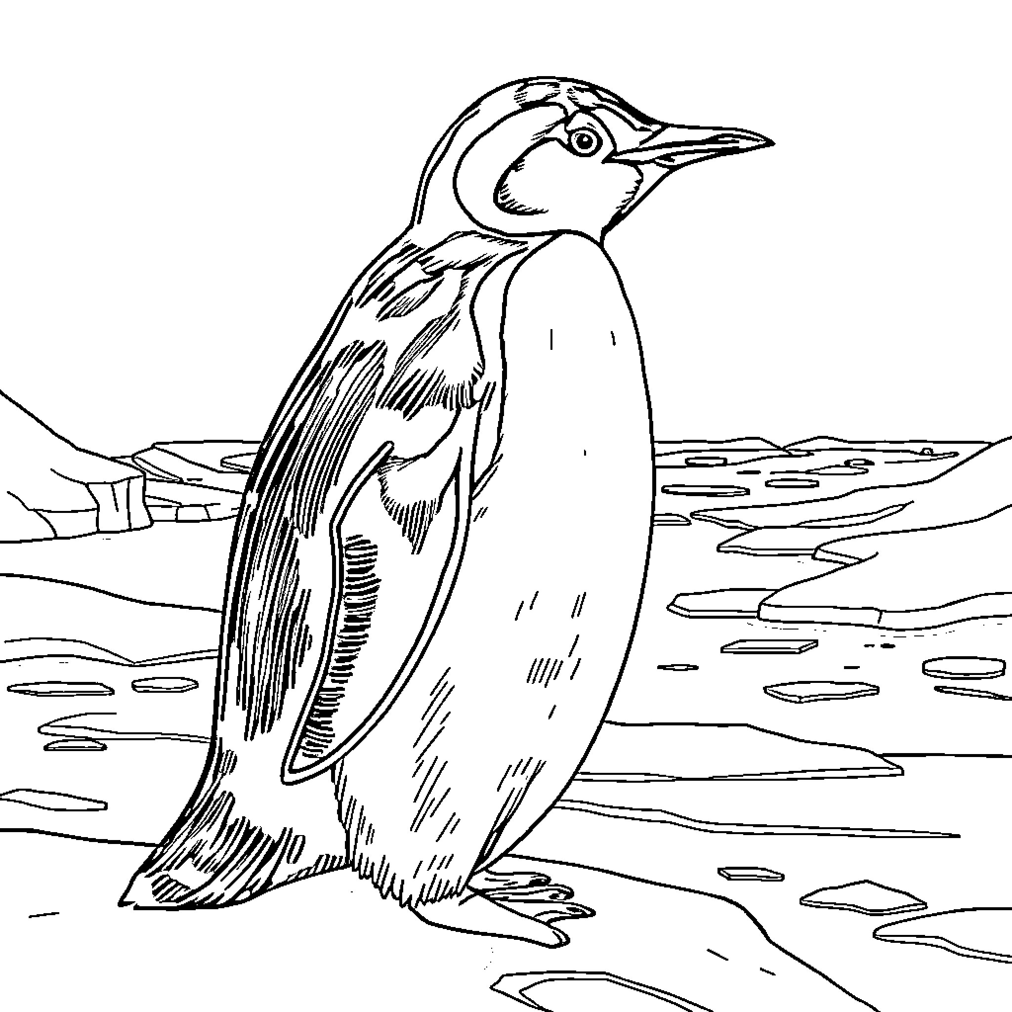 Penguin standing on ice floe Coloring Page (free black-and-white line drawing printable PDF for all, from beginners to advanced learners, including children, teens, adults, and seniors)