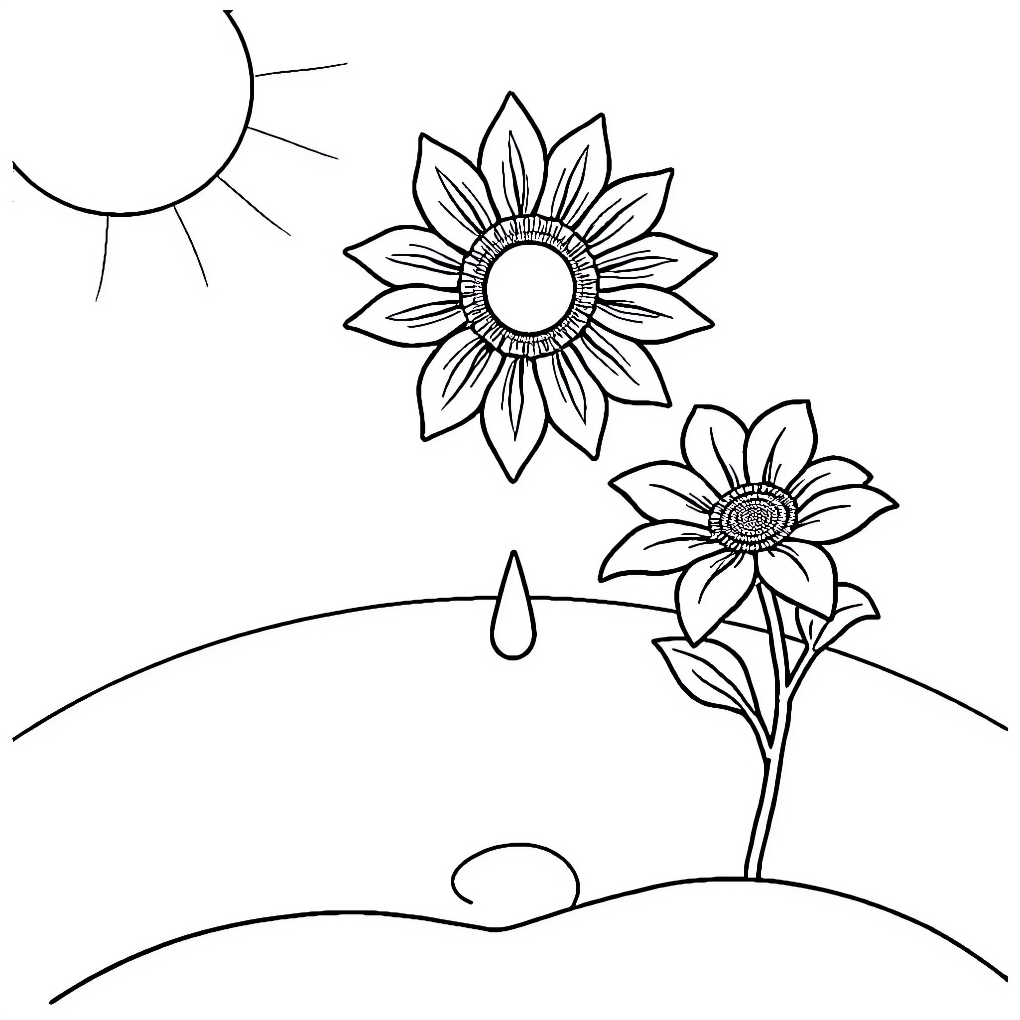 Sunflowers blooming in a sunny field Coloring Page (free black-and-white line drawing printable PDF for all, from beginners to advanced learners, including children, teens, adults, and seniors)