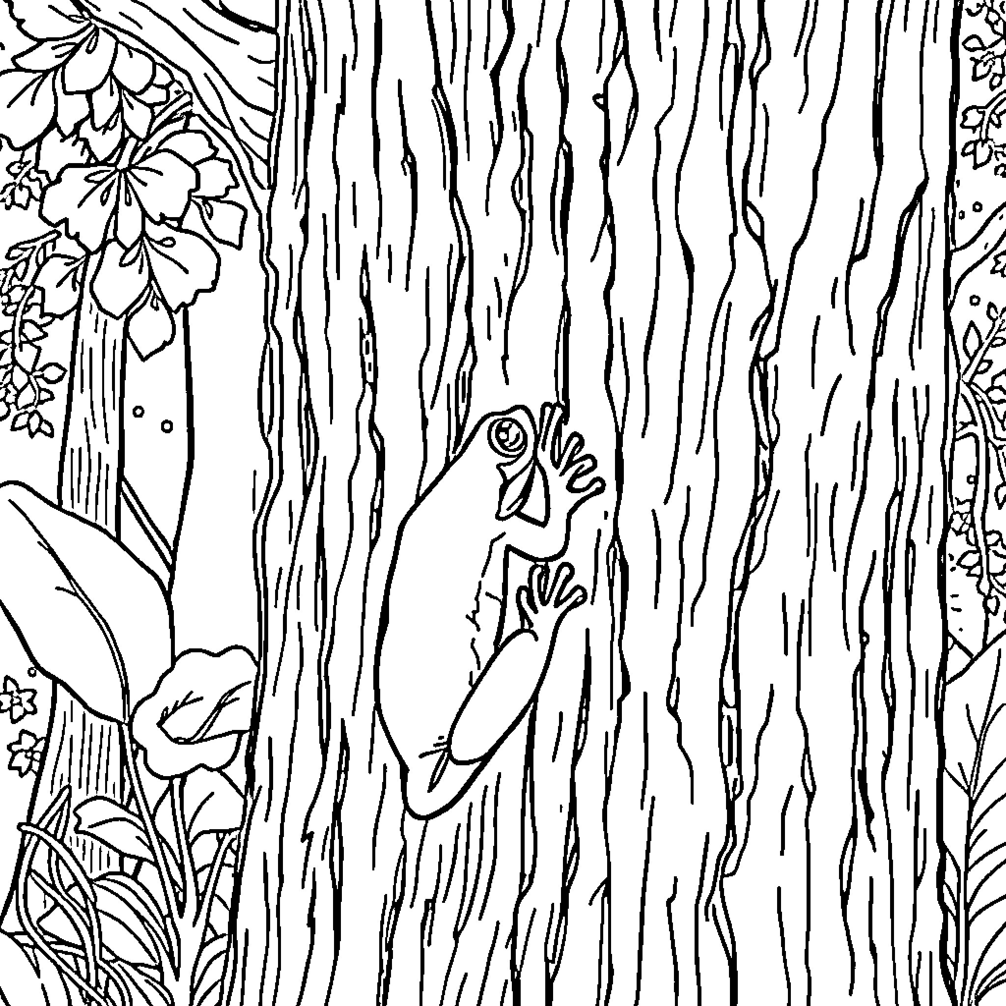 Frog peeking out from behind tree bark Coloring Page (free black-and-white line drawing printable PDF for all, from beginners to advanced learners, including children, teens, adults, and seniors)