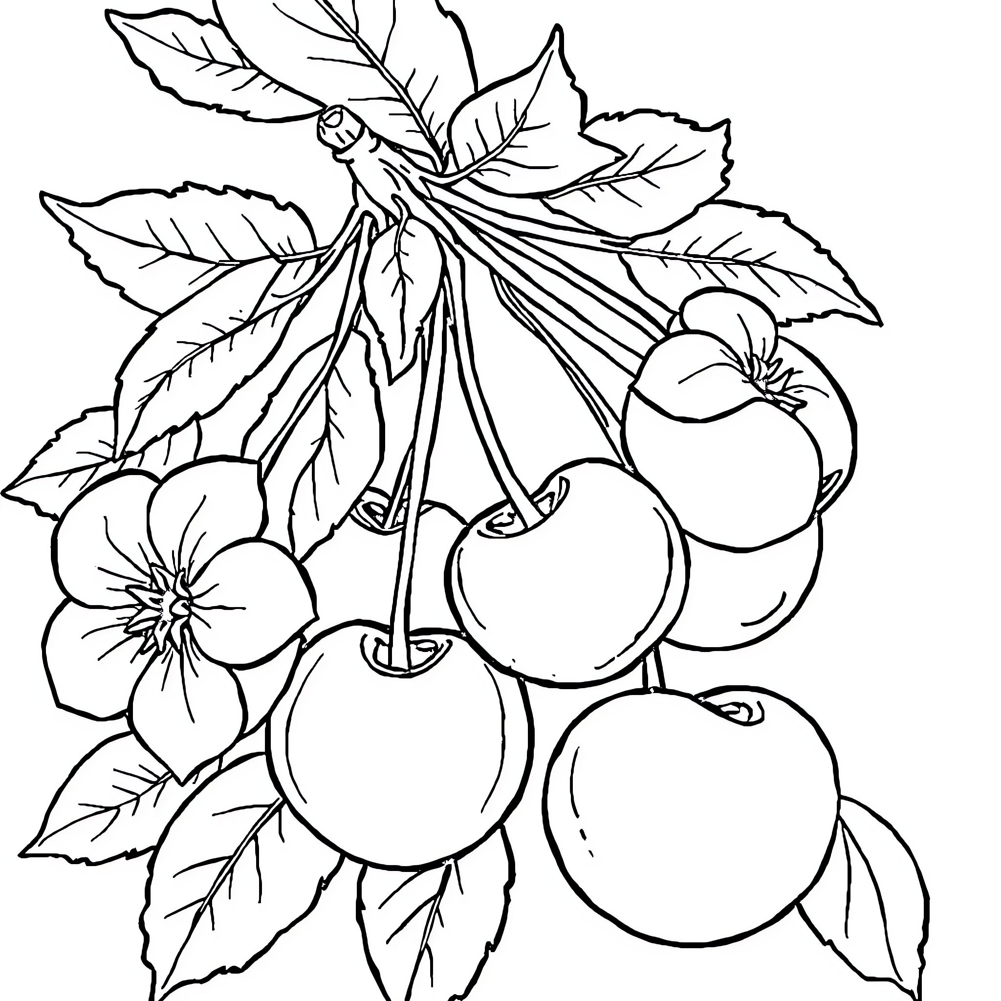 Cherry Blossoms and Fruit Bounty Coloring Page (free black-and-white line drawing printable PDF for all, from beginners to advanced learners, including children, teens, adults, and seniors)