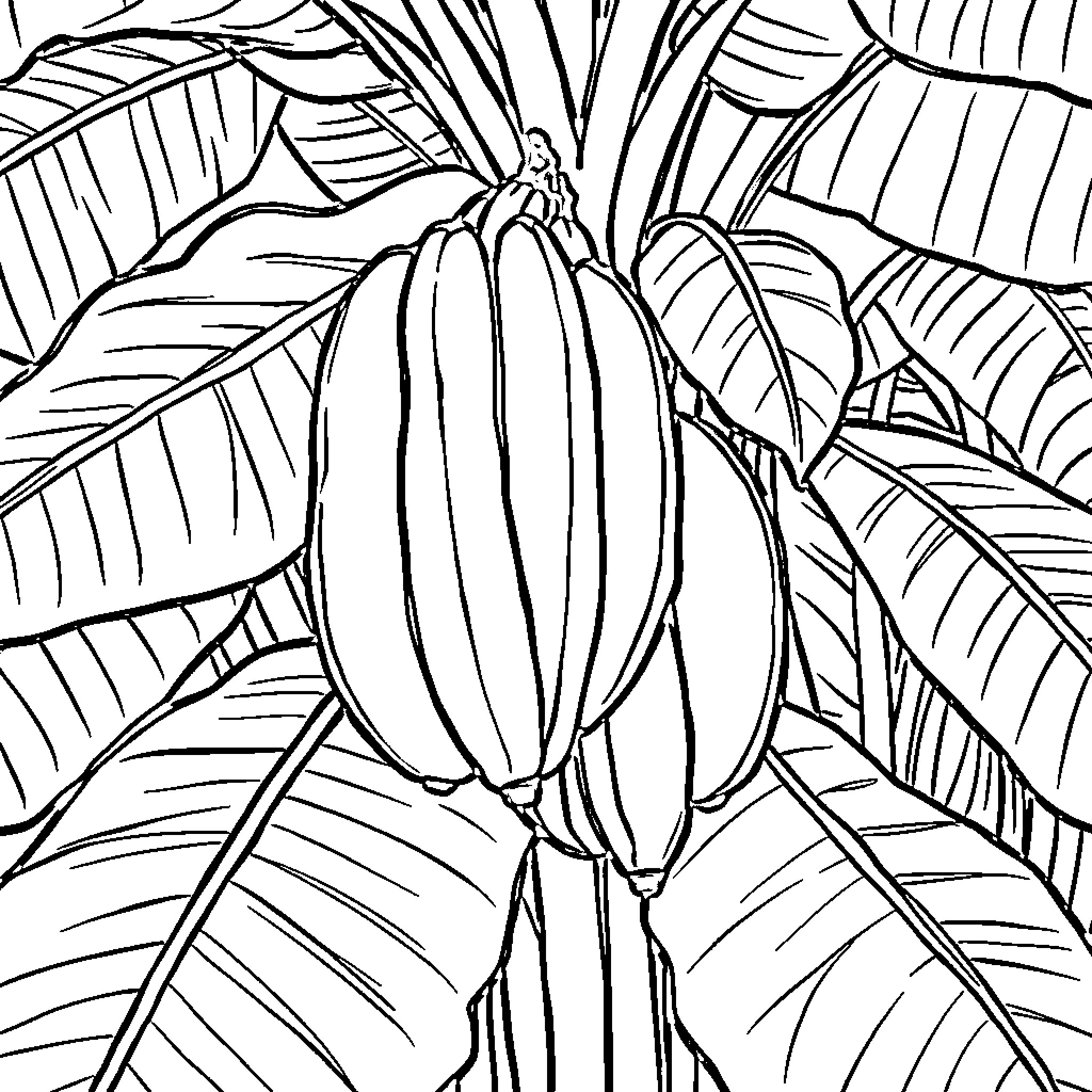 Banana growing amidst tropical leaves Coloring Page (free black-and-white line drawing printable PDF for all, from beginners to advanced learners, including children, teens, adults, and seniors)