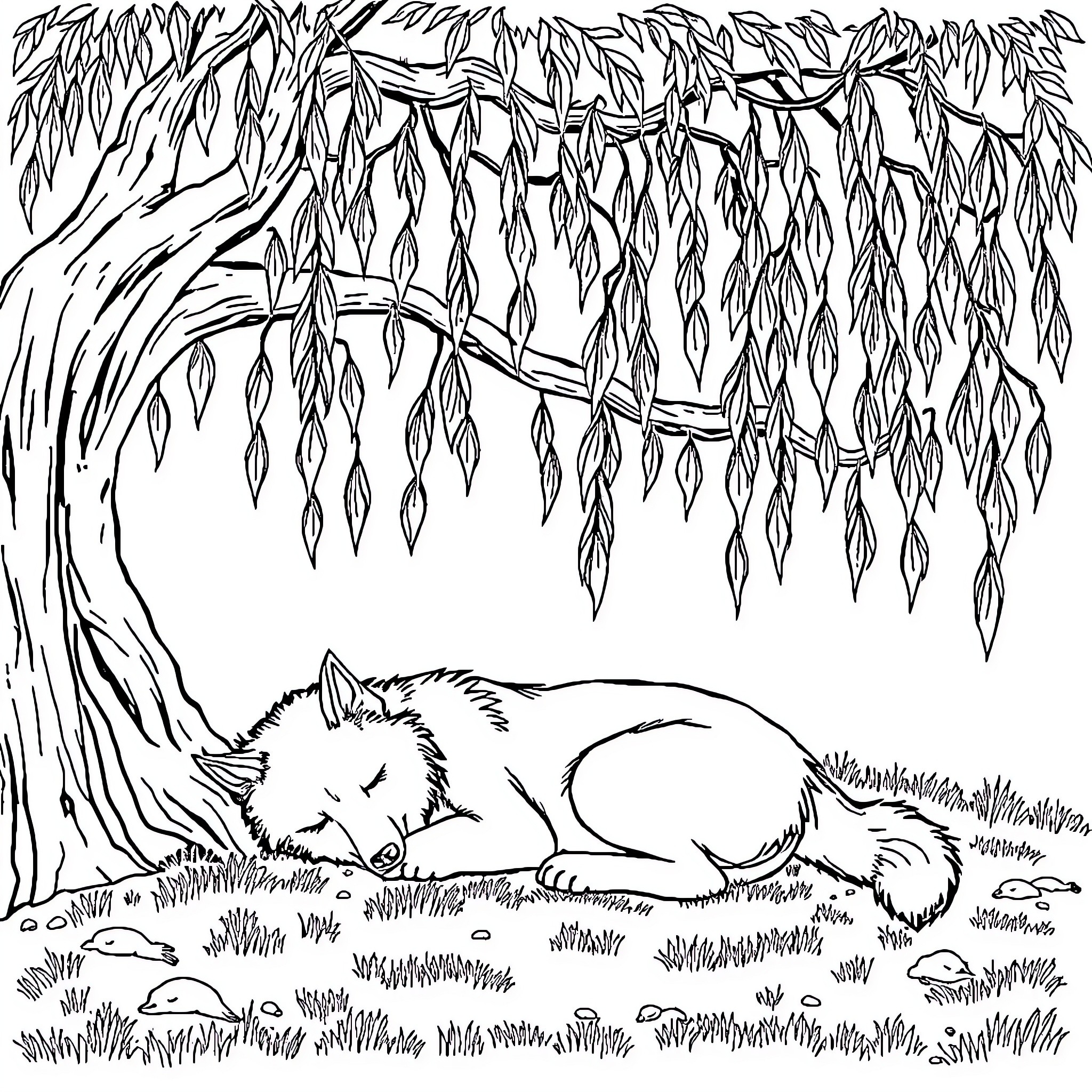Wolf resting peacefully under a willow tree Coloring Page (free black-and-white line drawing printable PDF for all, from beginners to advanced learners, including children, teens, adults, and seniors)