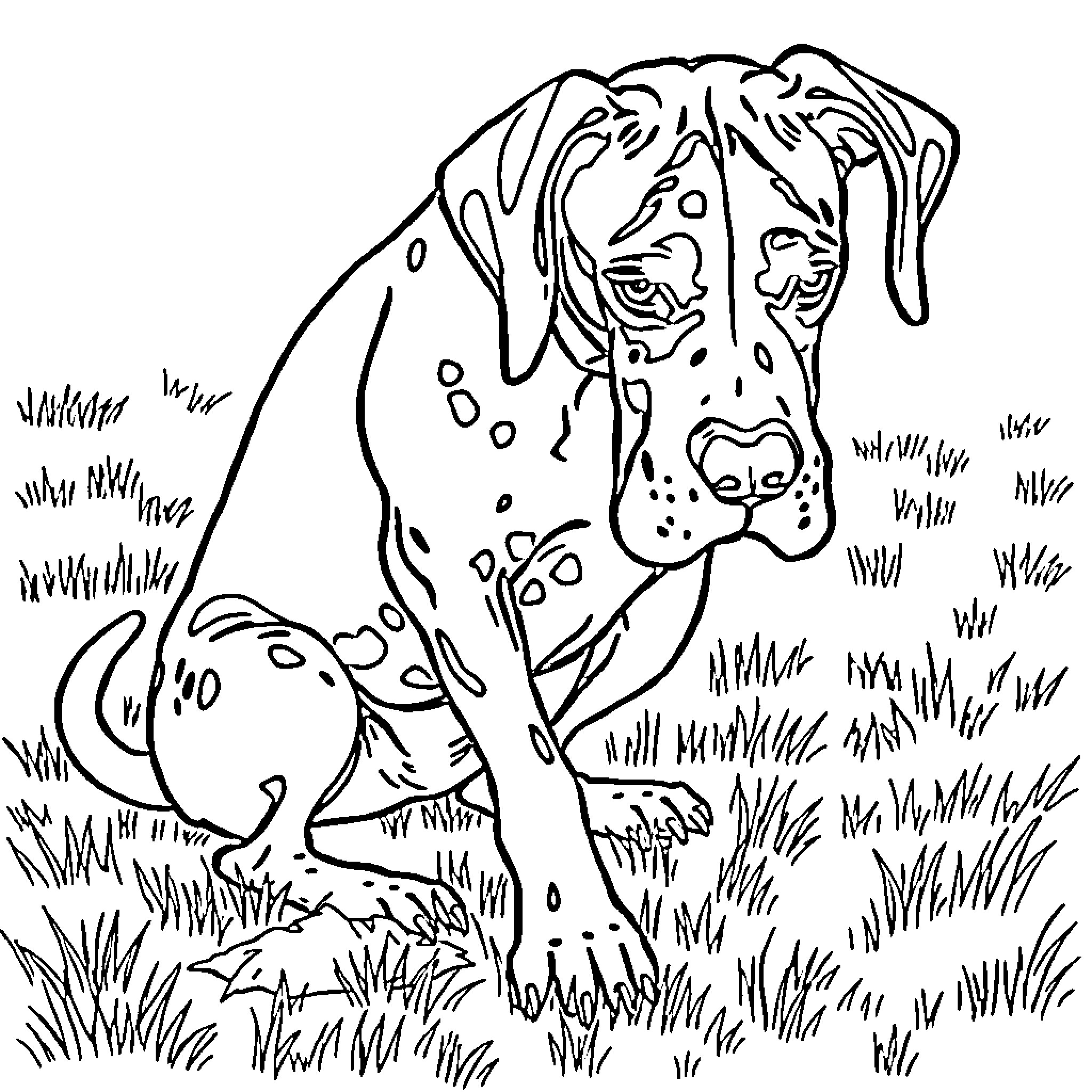 Great Dane exploring the outdoors Coloring Page (free black-and-white line drawing printable PDF for all, from beginners to advanced learners, including children, teens, adults, and seniors)